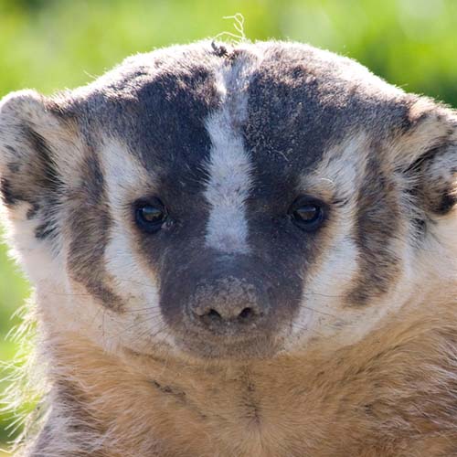 State animal the Badger.