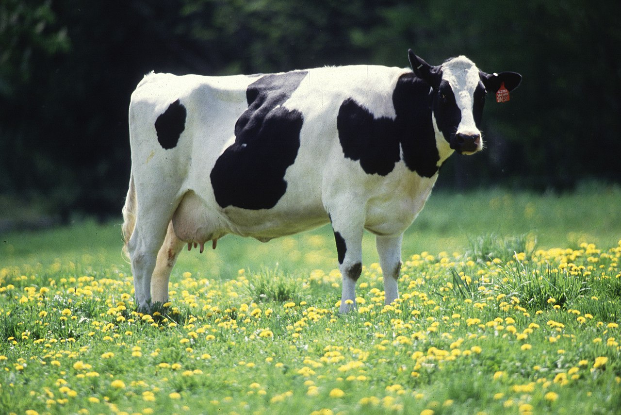 Wisconsin State domesticated animal is the Dairy Cow (Bos taurus).