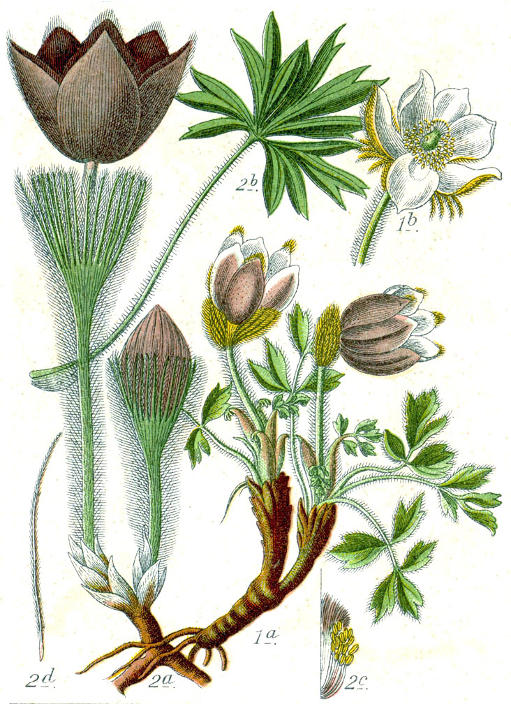 1793 Pasque flower botanical illustration.