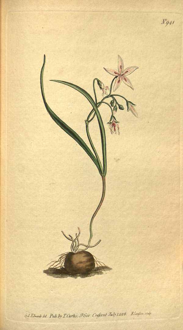 1806 botanical illustration of Springbeauty (Claytonia Virginica).