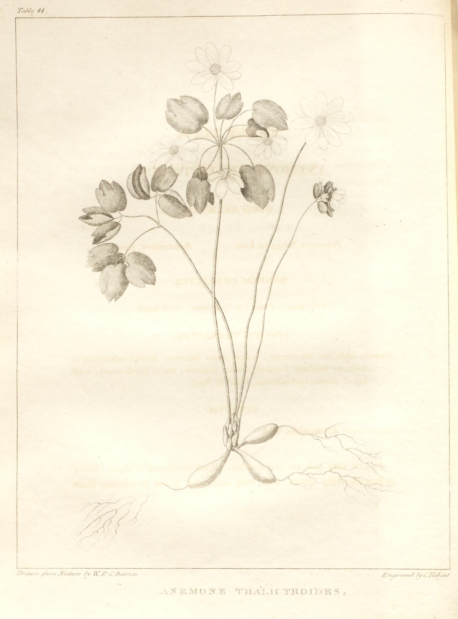 1822 Rue-anemone botanical illustration by William P. C. Barton.
