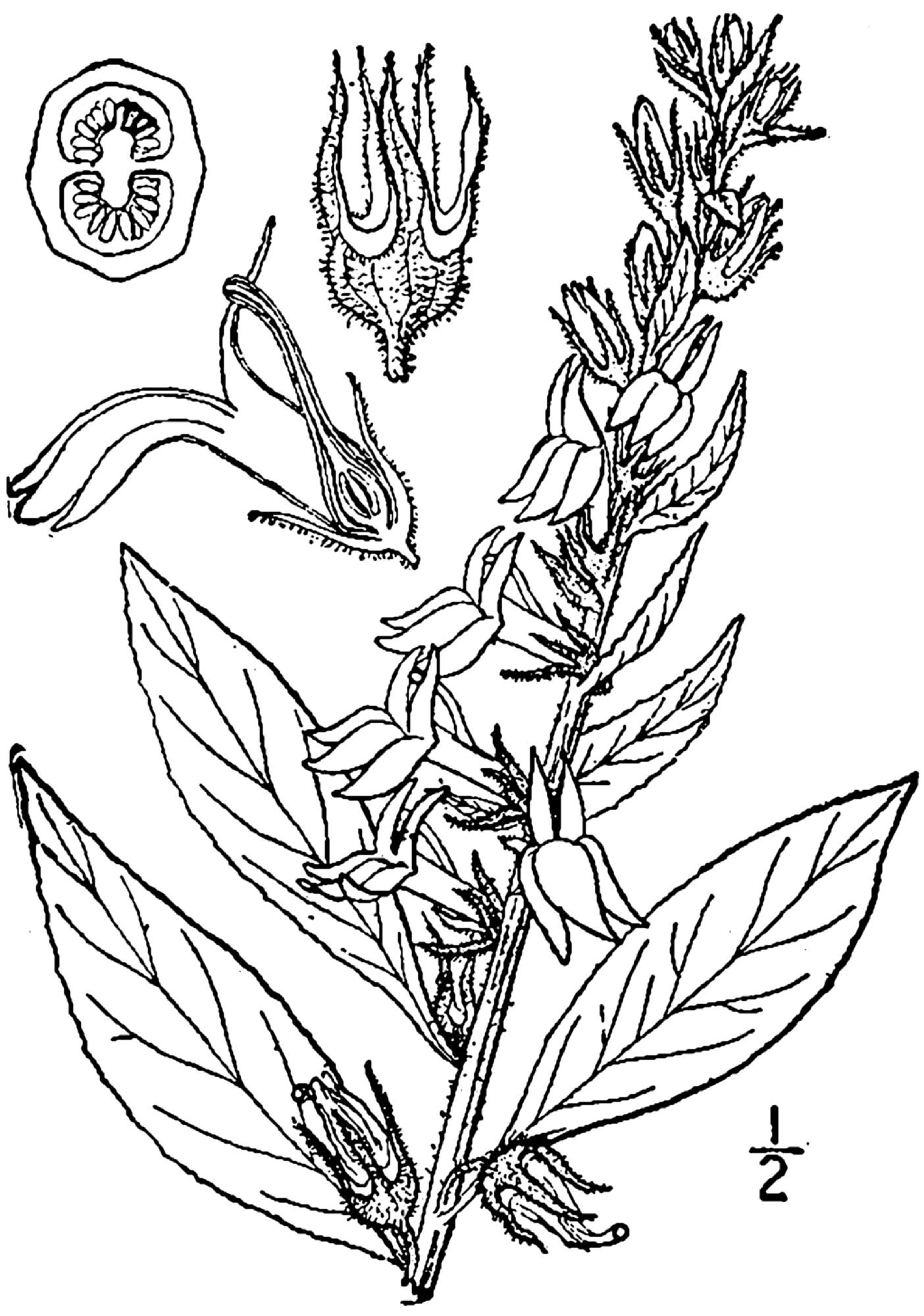 1913 Blue Lobelia botanical illustration.