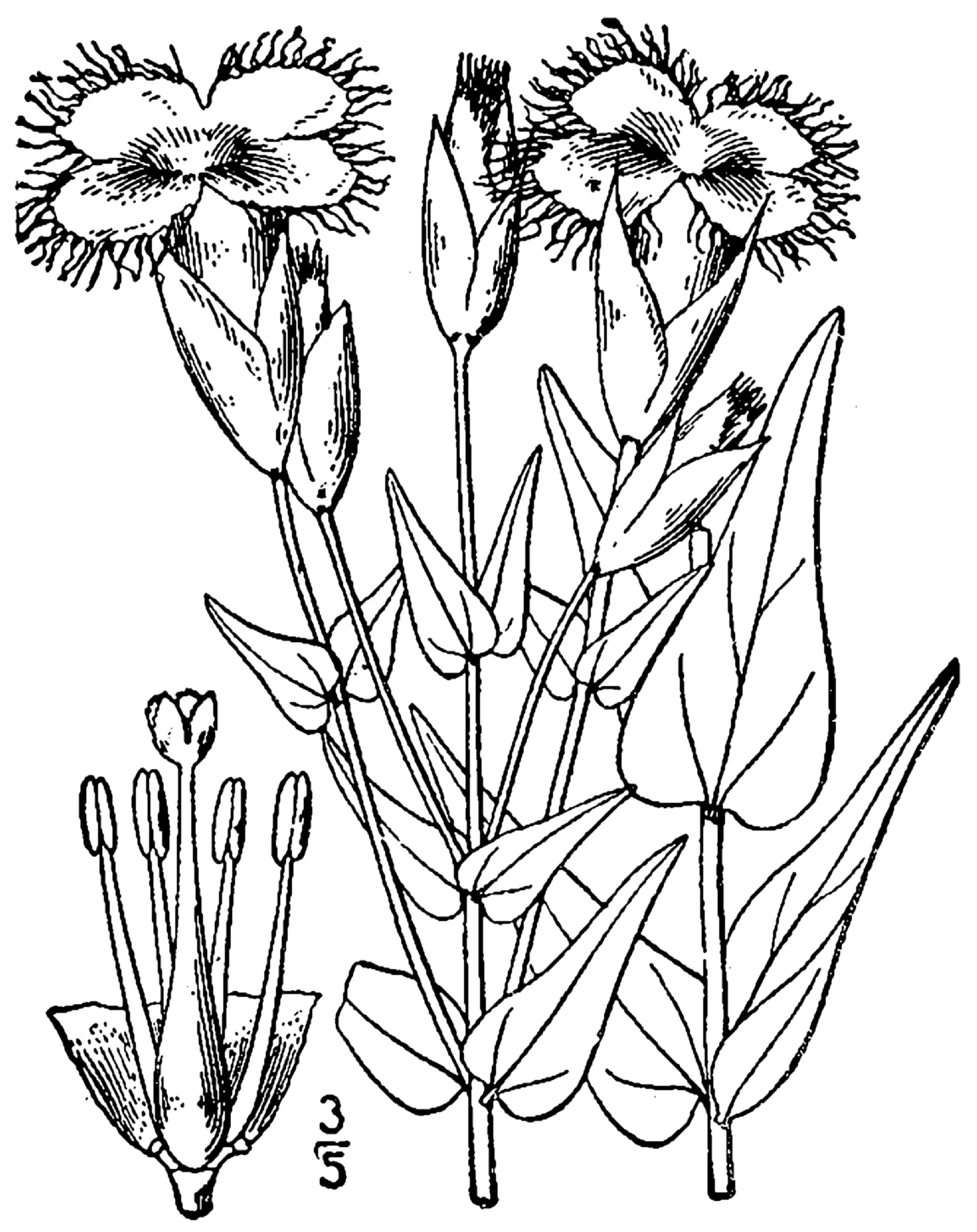 1913 Fringed Gentian botanical drawing.