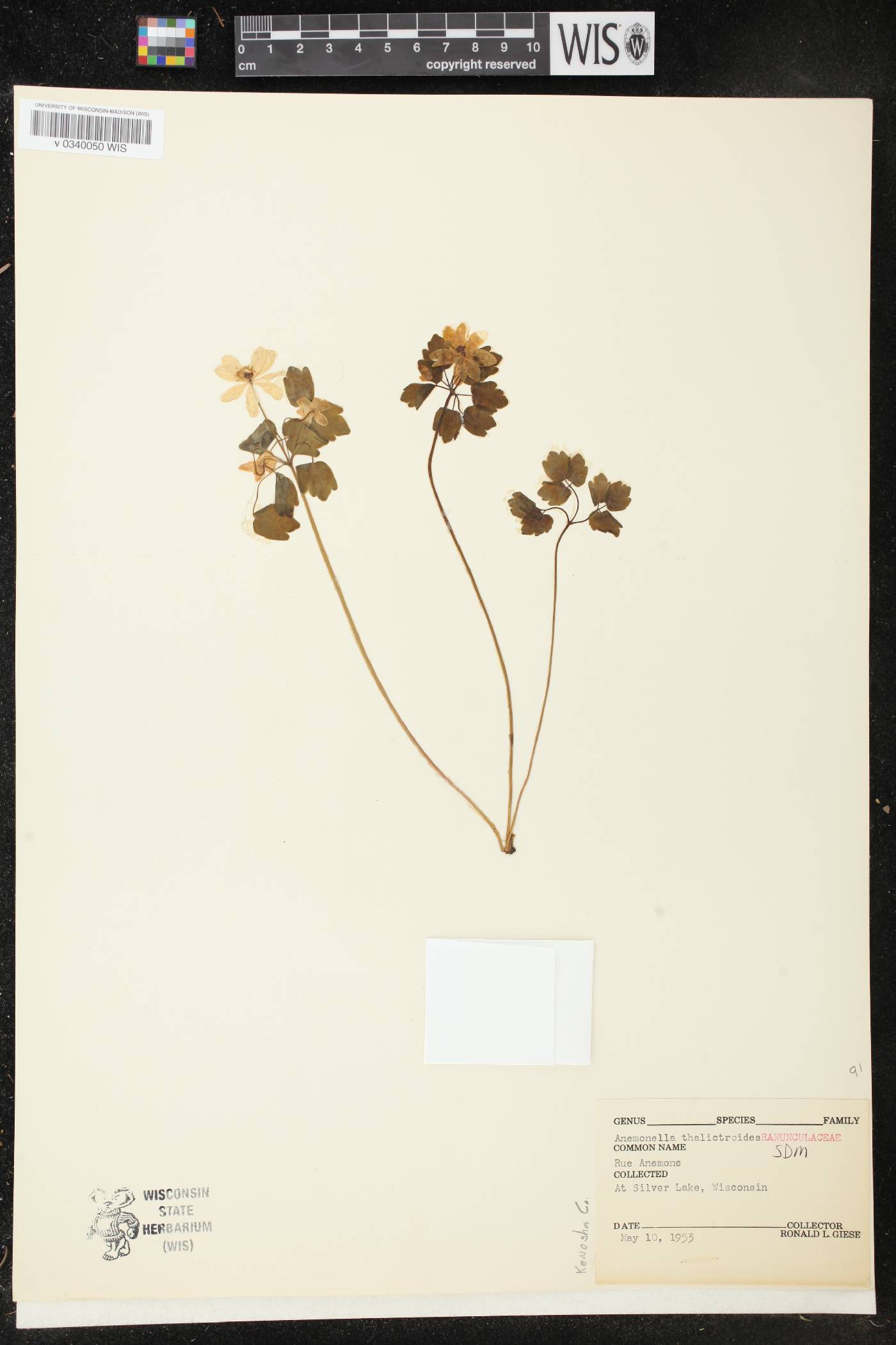 Rue-anemone specimen collected in Silver Lake, Wisconsin on May 10, 1953.
