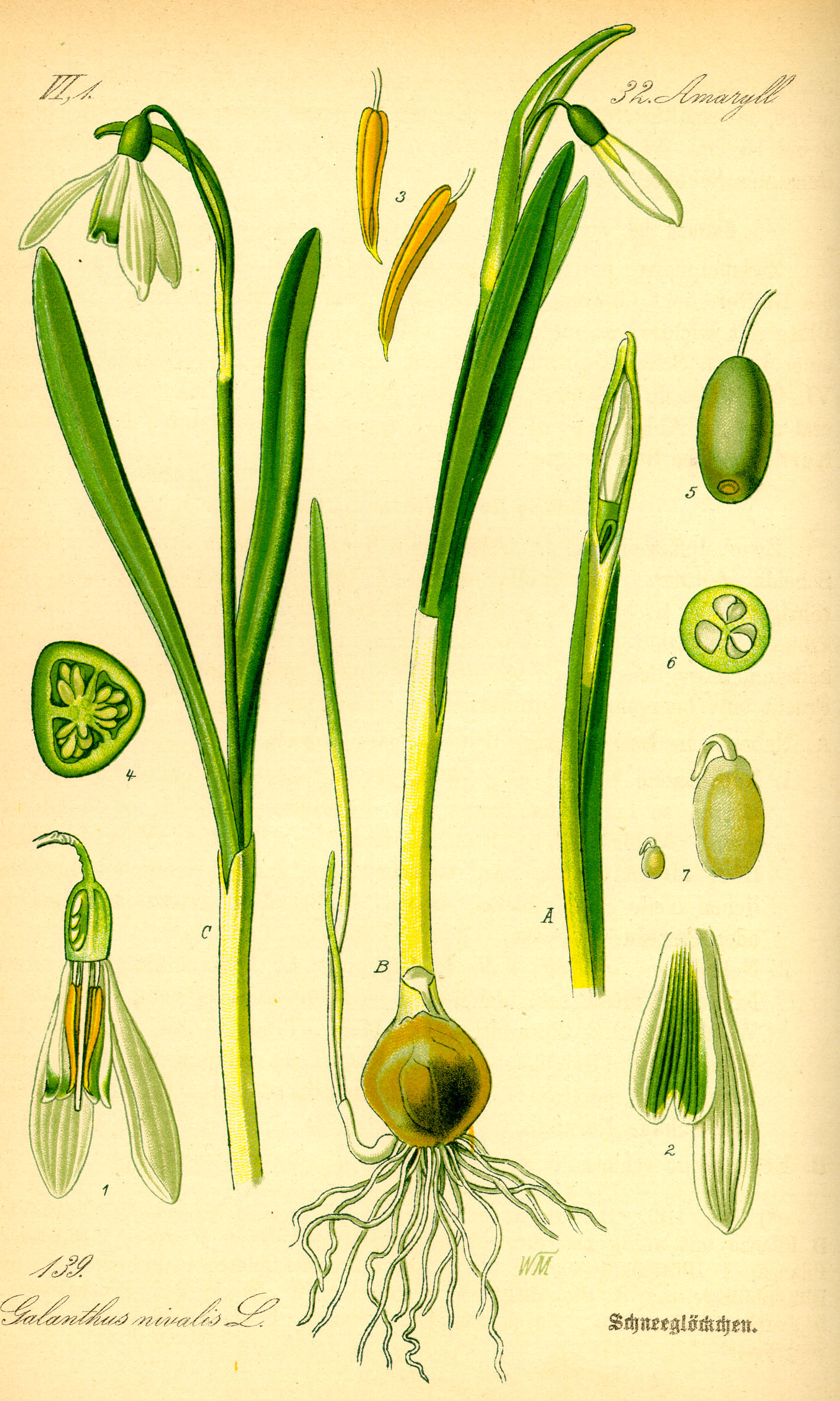 Snowdrop (Galanthus) botanical illustration by Dr. Otto Wilhelm Thomé circa 1885.