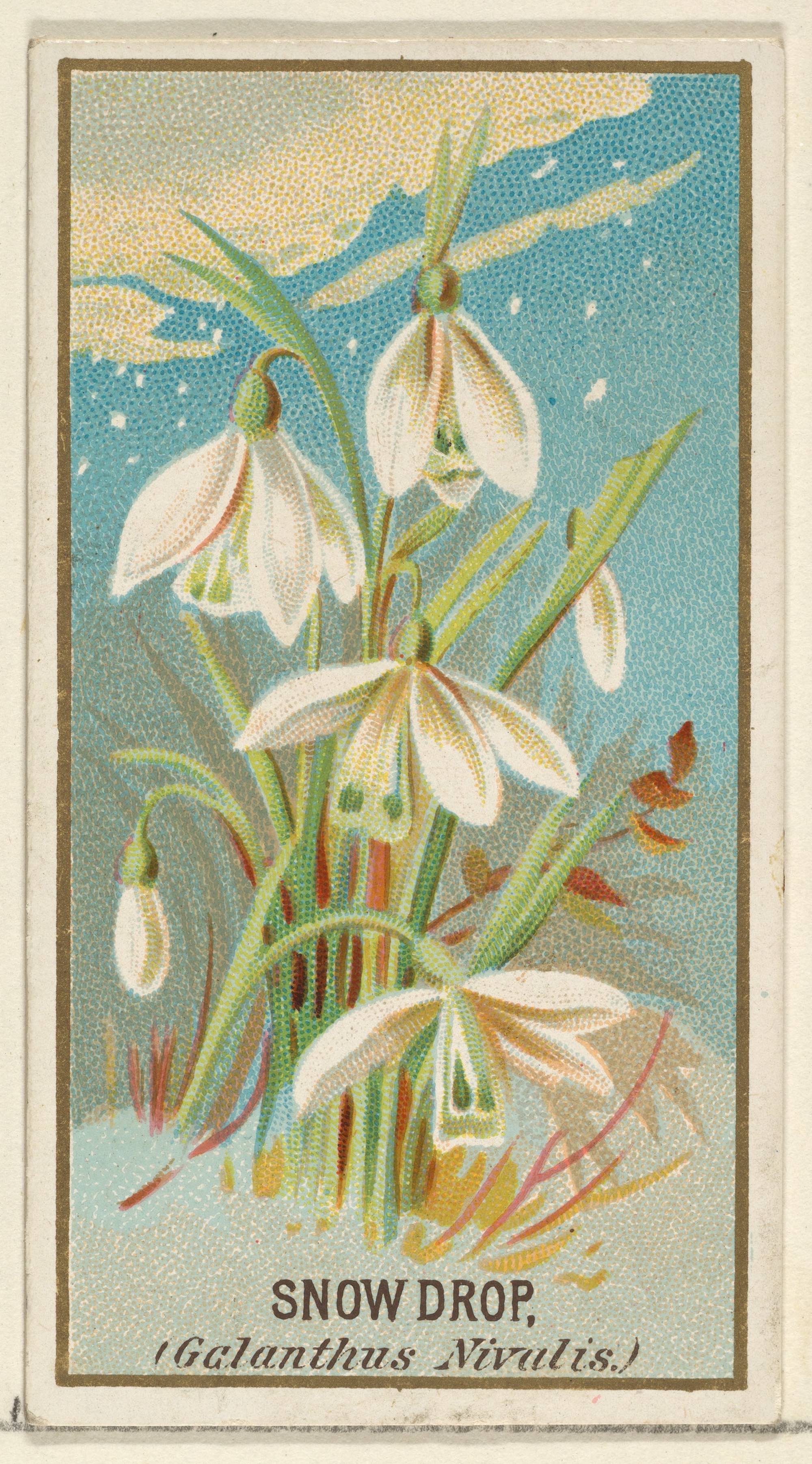 Snowdrop (Galanthus) botanical illustration from the Flowers series for Old Judge Cigarettes circa 1890.