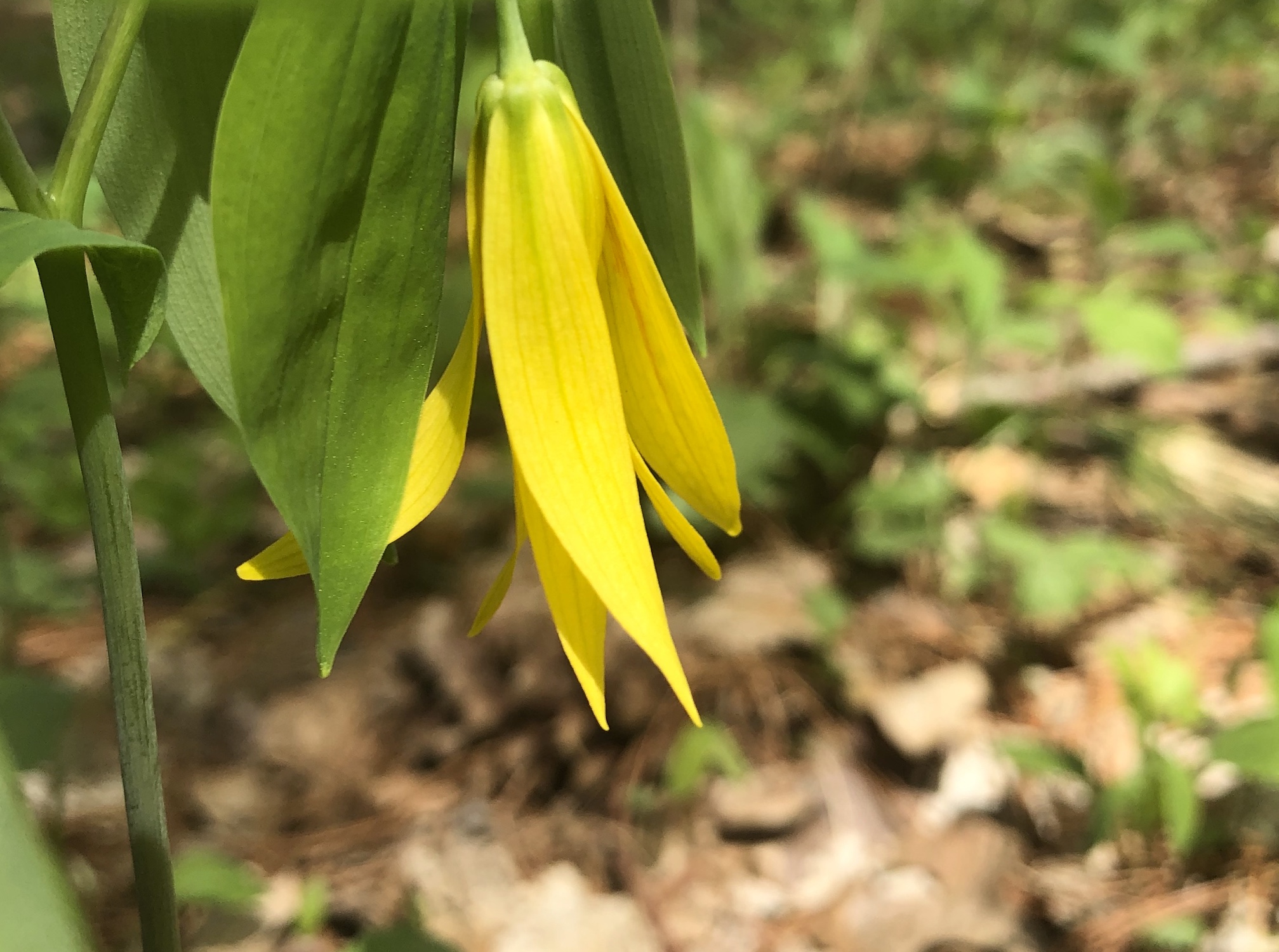 Bellwort in the Maple-Basswood Forest of the University of Wisconsin Arboretum in Madison, Wisconsin on May 5, 2020.
