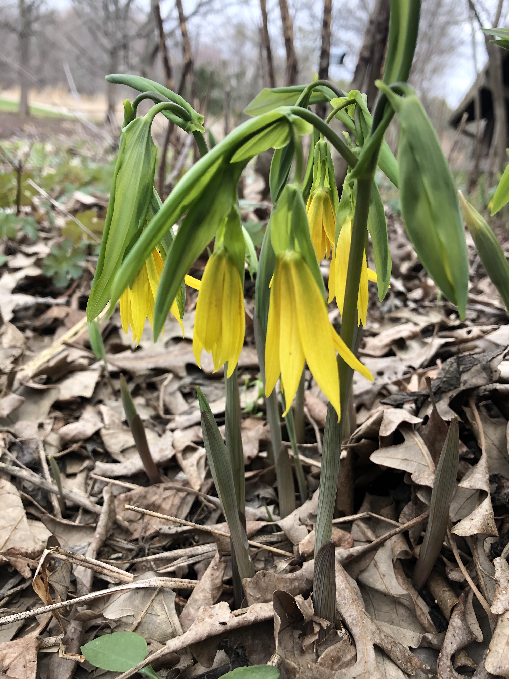 Bellwort in UW Arboretum Native Gardens in Madison, Wisconsin on April 14, 2021.