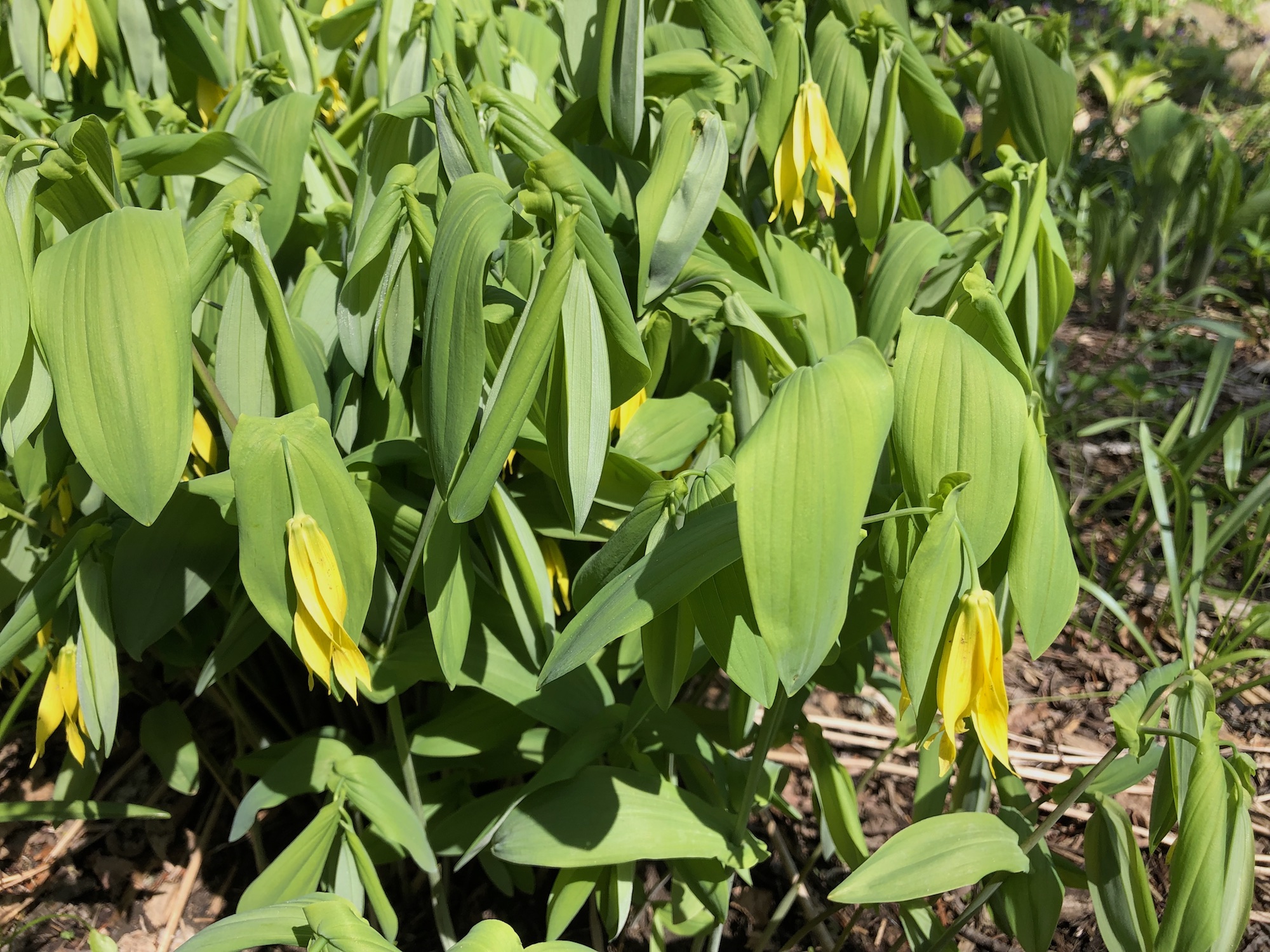 Bellwort in Madison, Wisconsin on May 5, 2019.