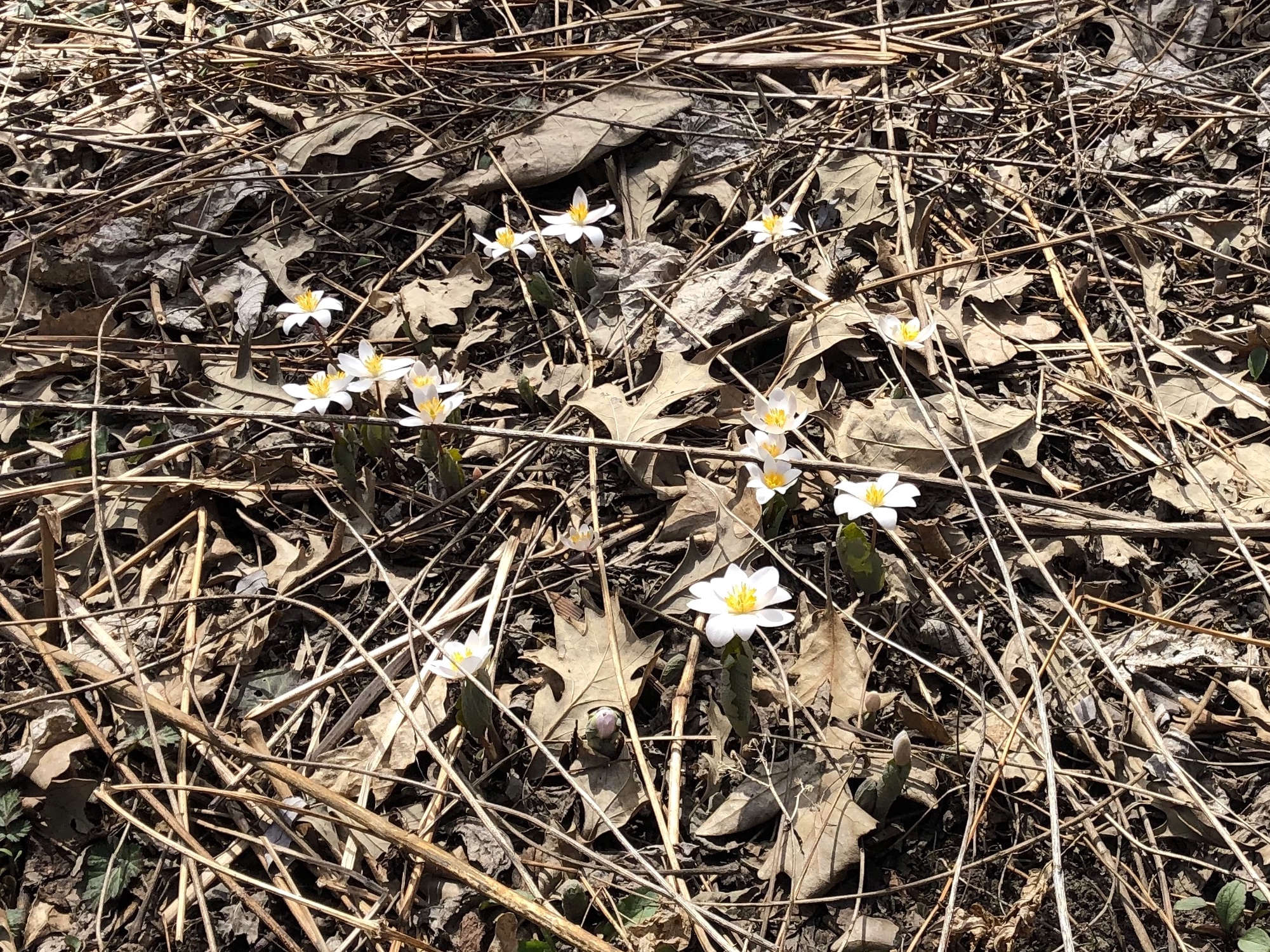 Bloodroot near Council Ring on April 3, 2019.