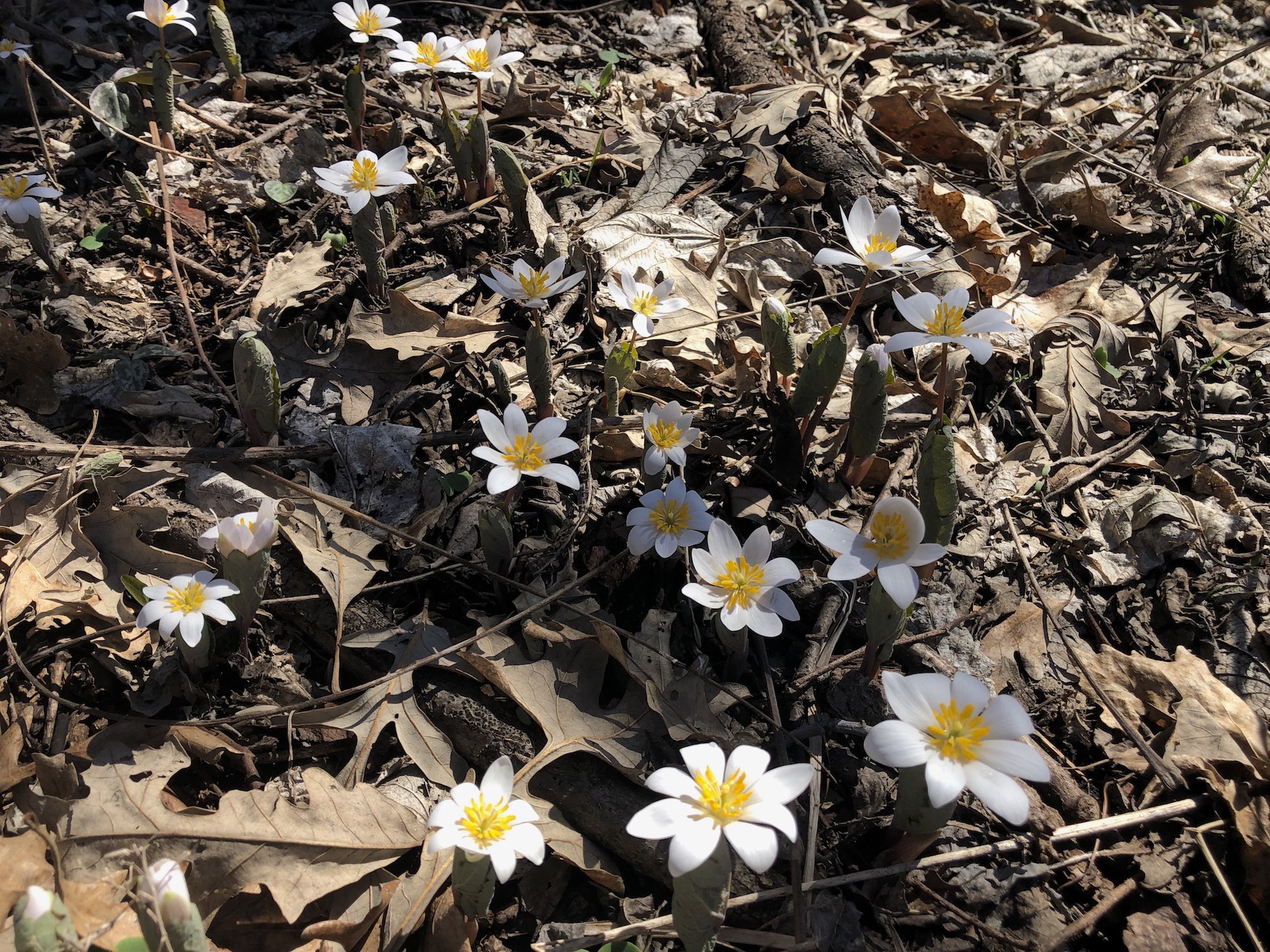 Bloodroot near Council Ring on April 8, 2019.