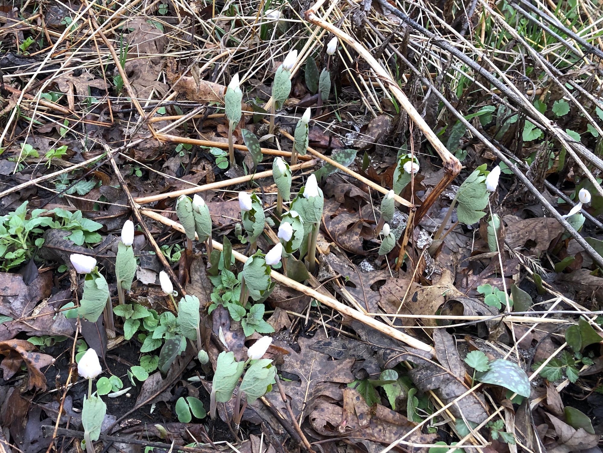 Bloodroot near Council Ring on April 12, 2019.