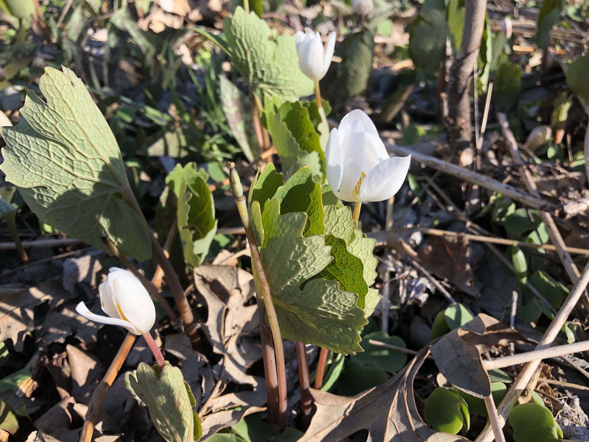 Bloodroot in Oak Savanna by Council Ring in Madison, Wisconsin on April 19, 2020.