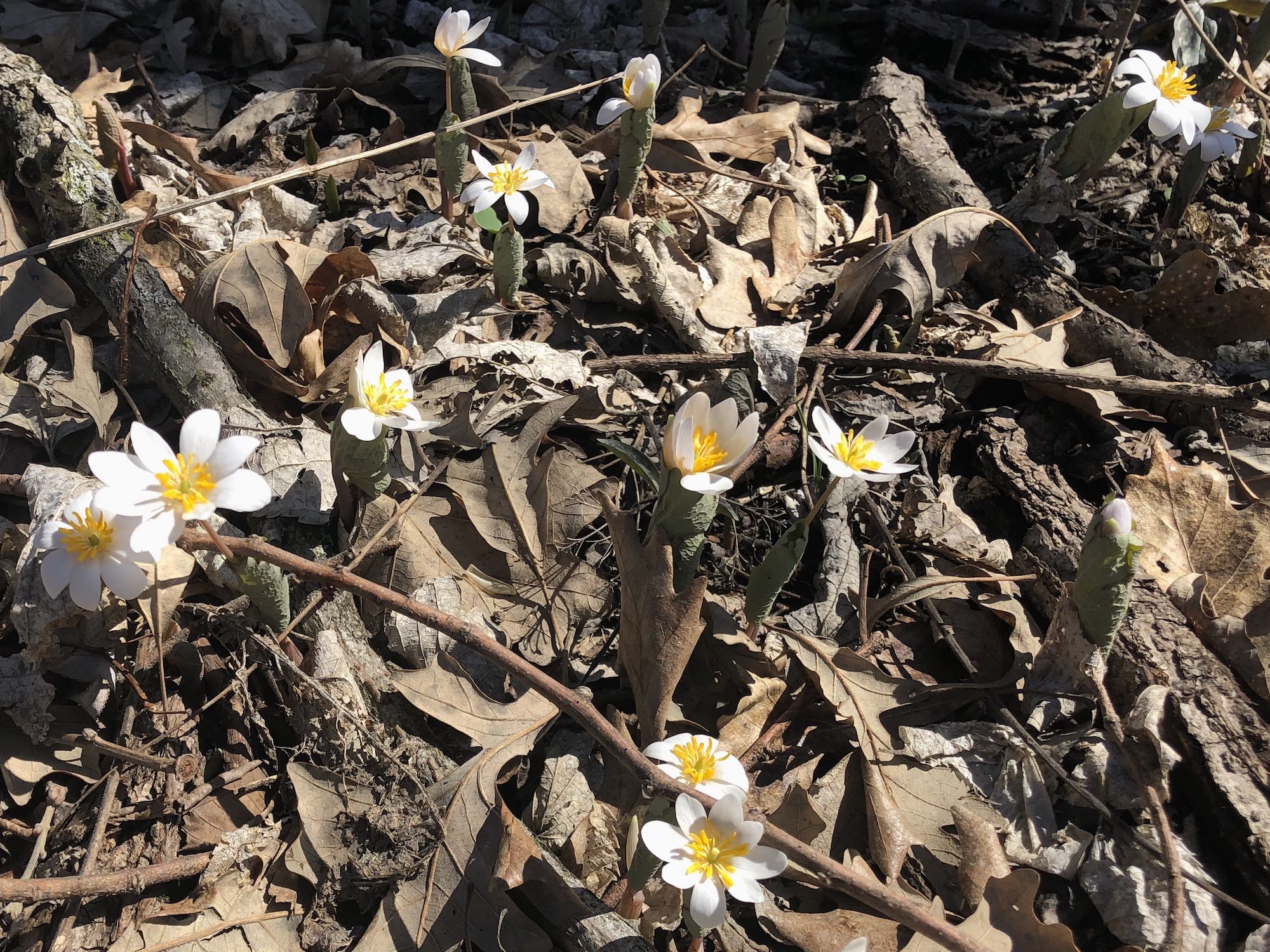 Bloodroot near Council Ring on April 8, 2019.
