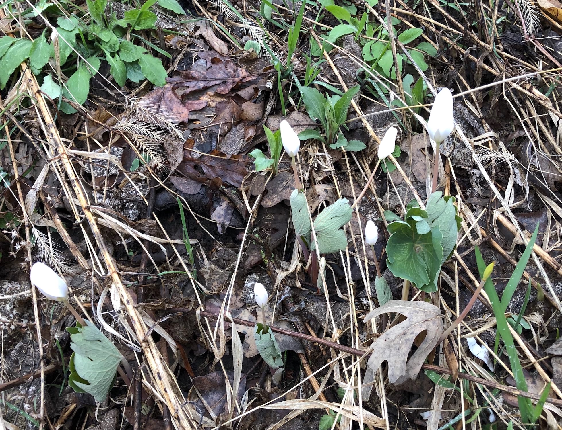 Bloodroot near Council Ring on April 12, 2019.