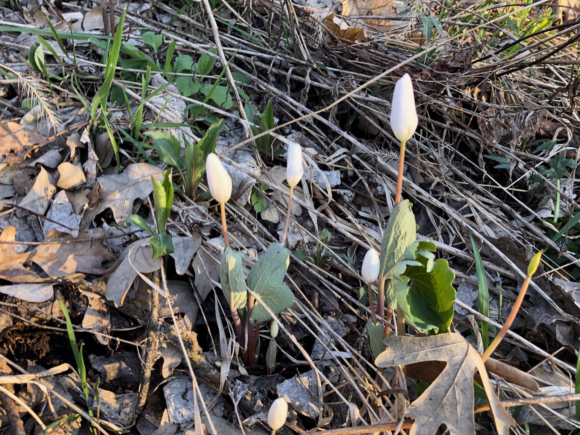 Bloodroot near Council Ring on April 13, 2019.