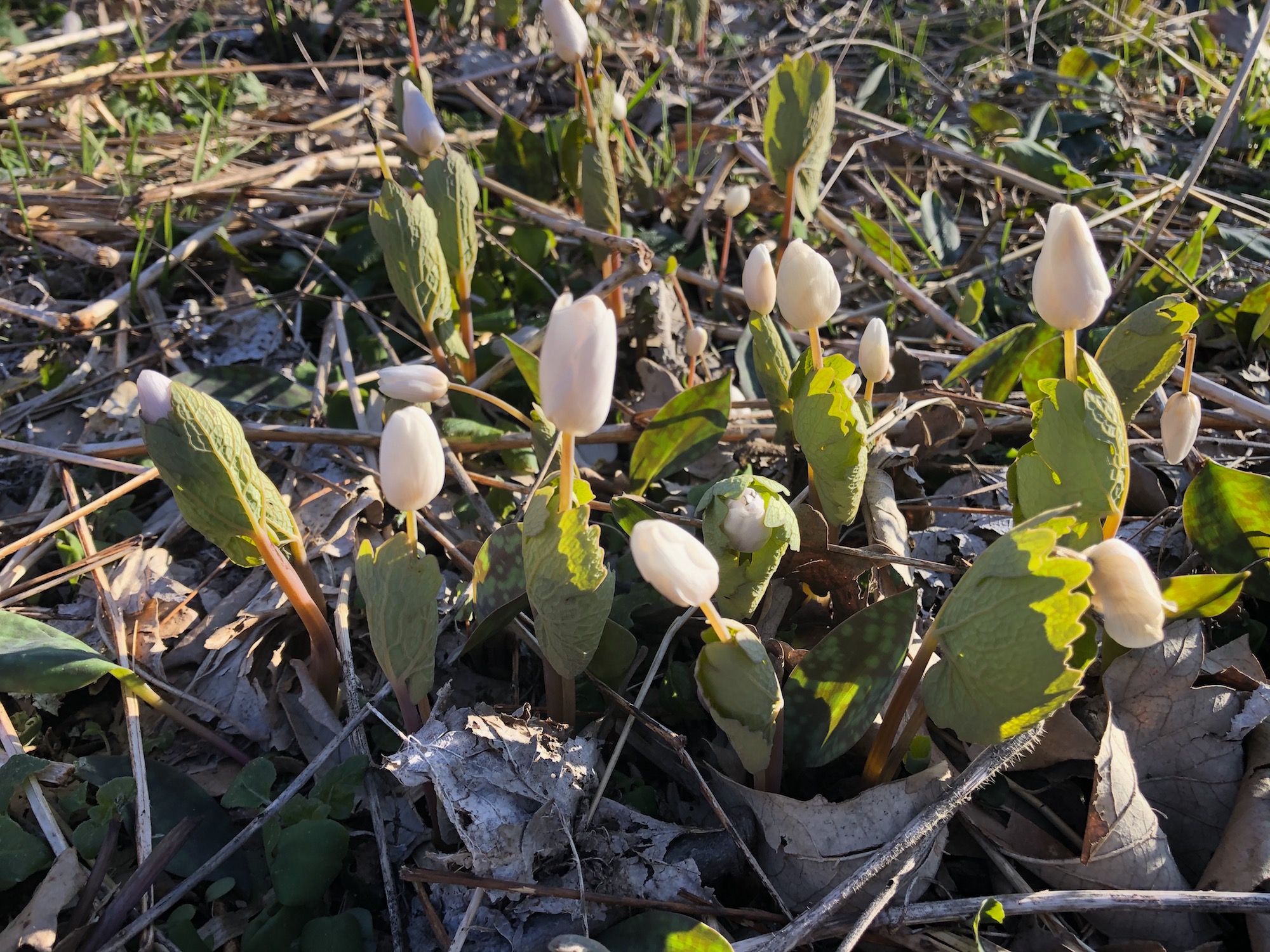 Bloodroot in Oak Savanna by Council Ring in Madison, Wisconsin on April 16, 2020.