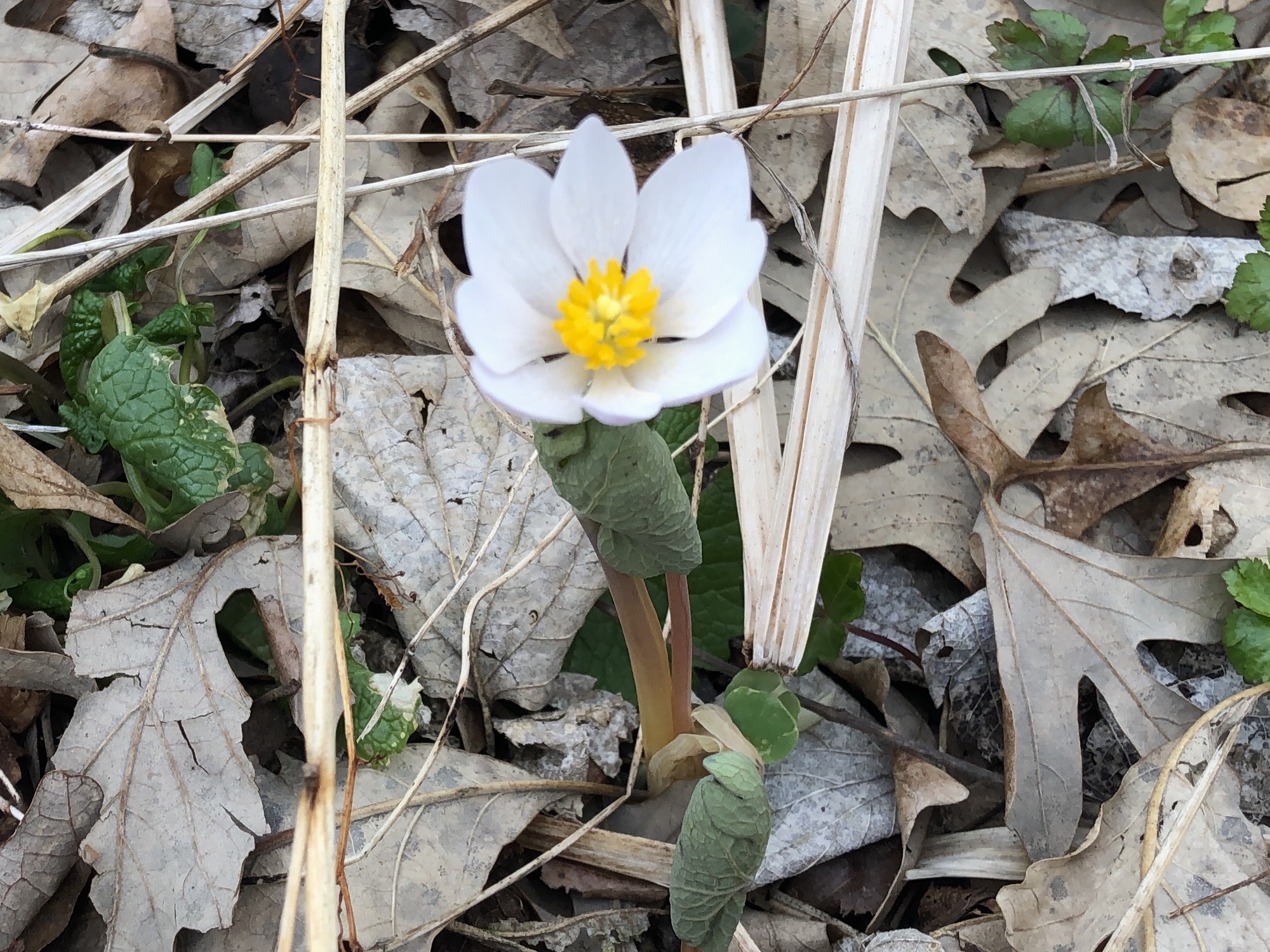 Bloodroot photo taken on April 18, 2019 in Madison, Wisconsin near Council Ring.