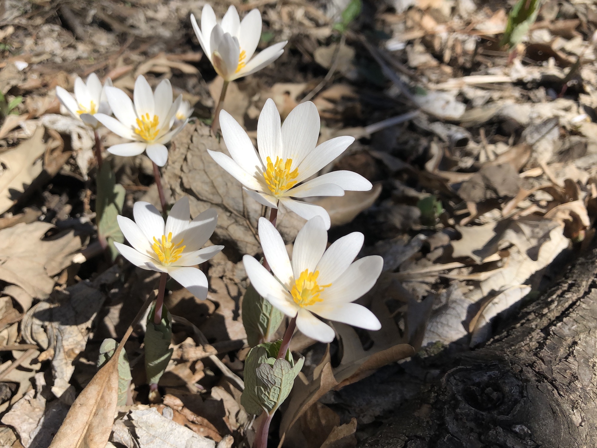Bloodroot photo taken on April 19, 2019 in Madison, Wisconsin near Council Ring.