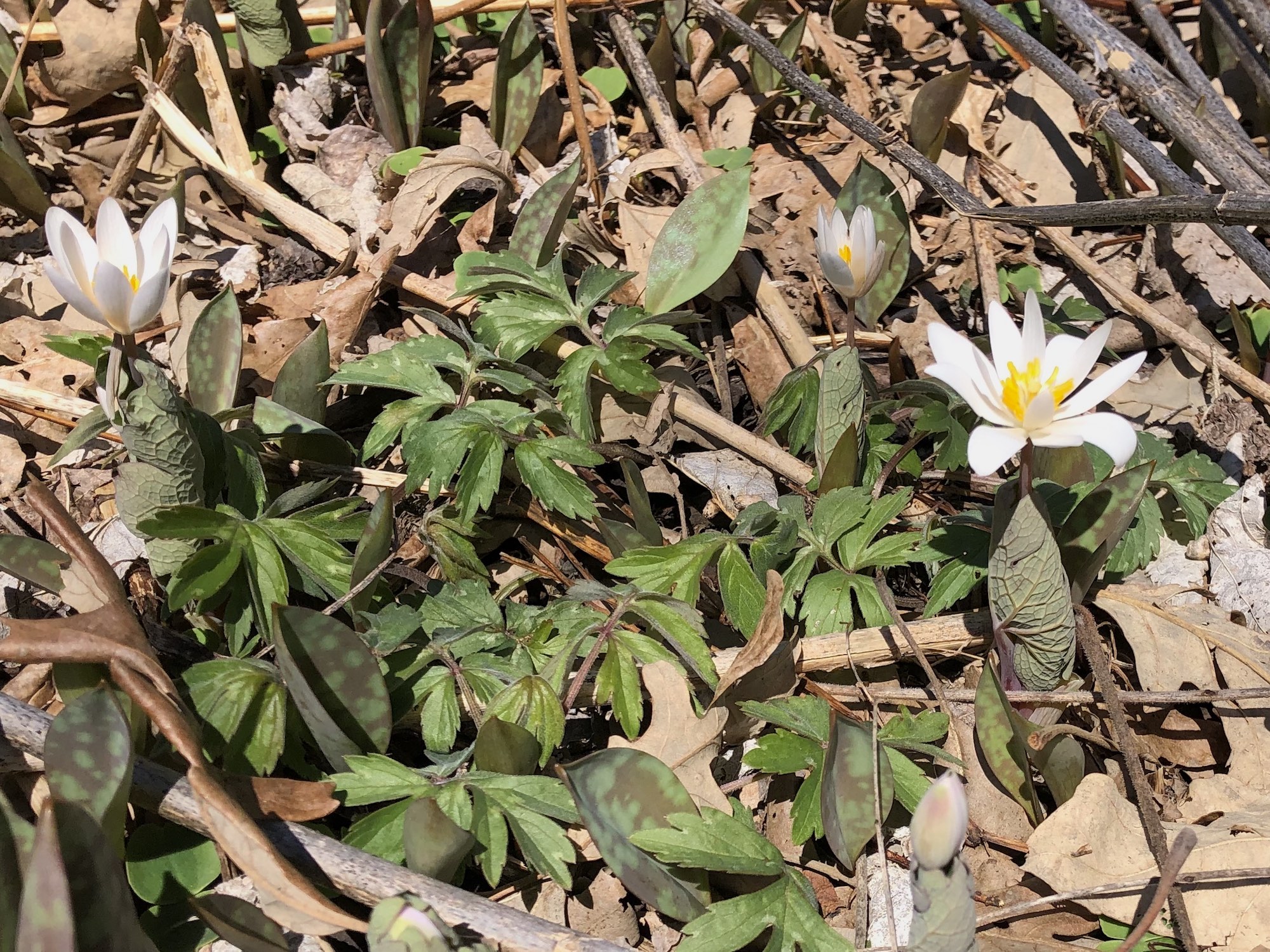 Bloodroot near Council Ring on April 15, 2019.