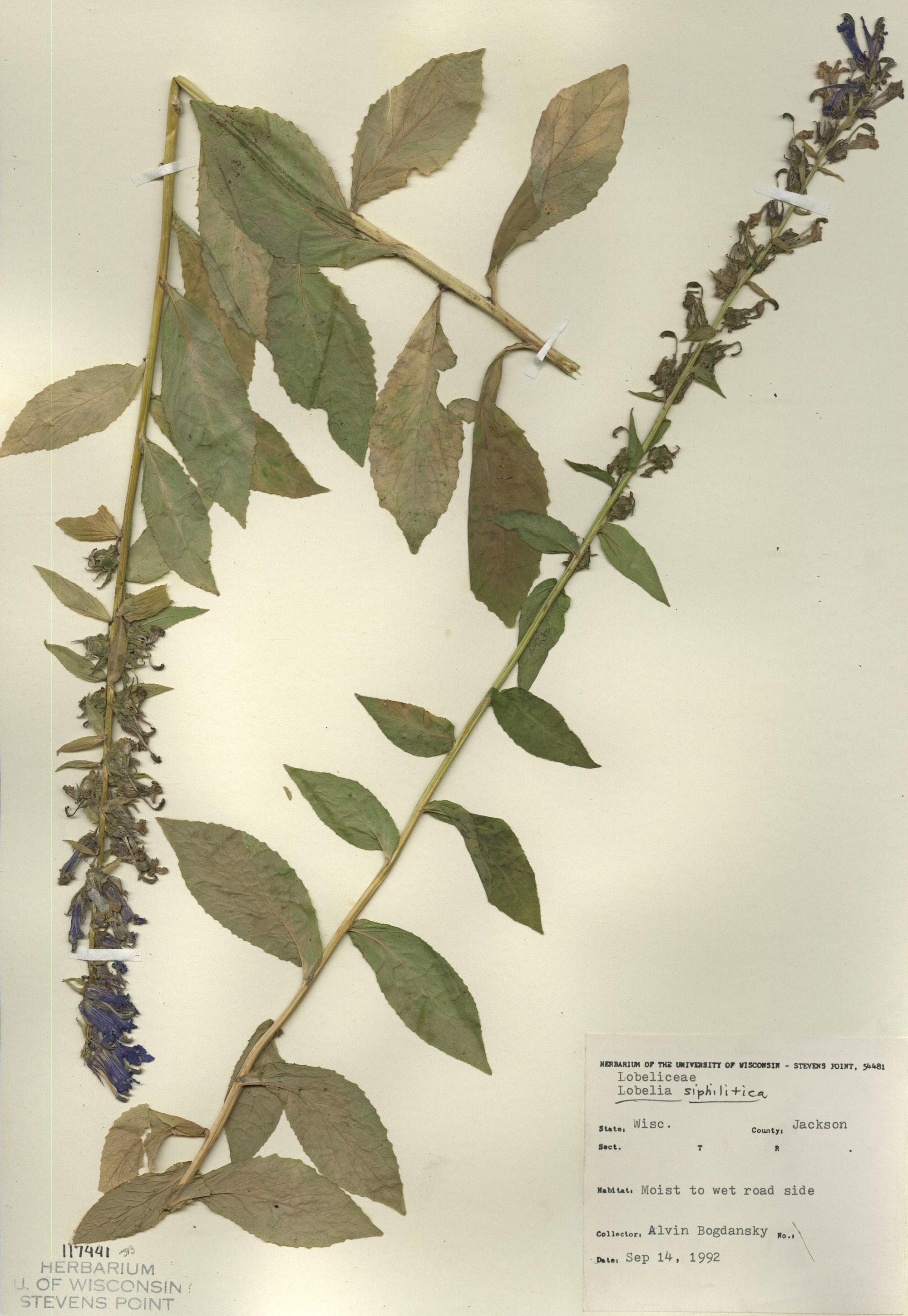 Blue Lobelia specimen collected in Jackson County, Wisconsin on September 14, 1992.