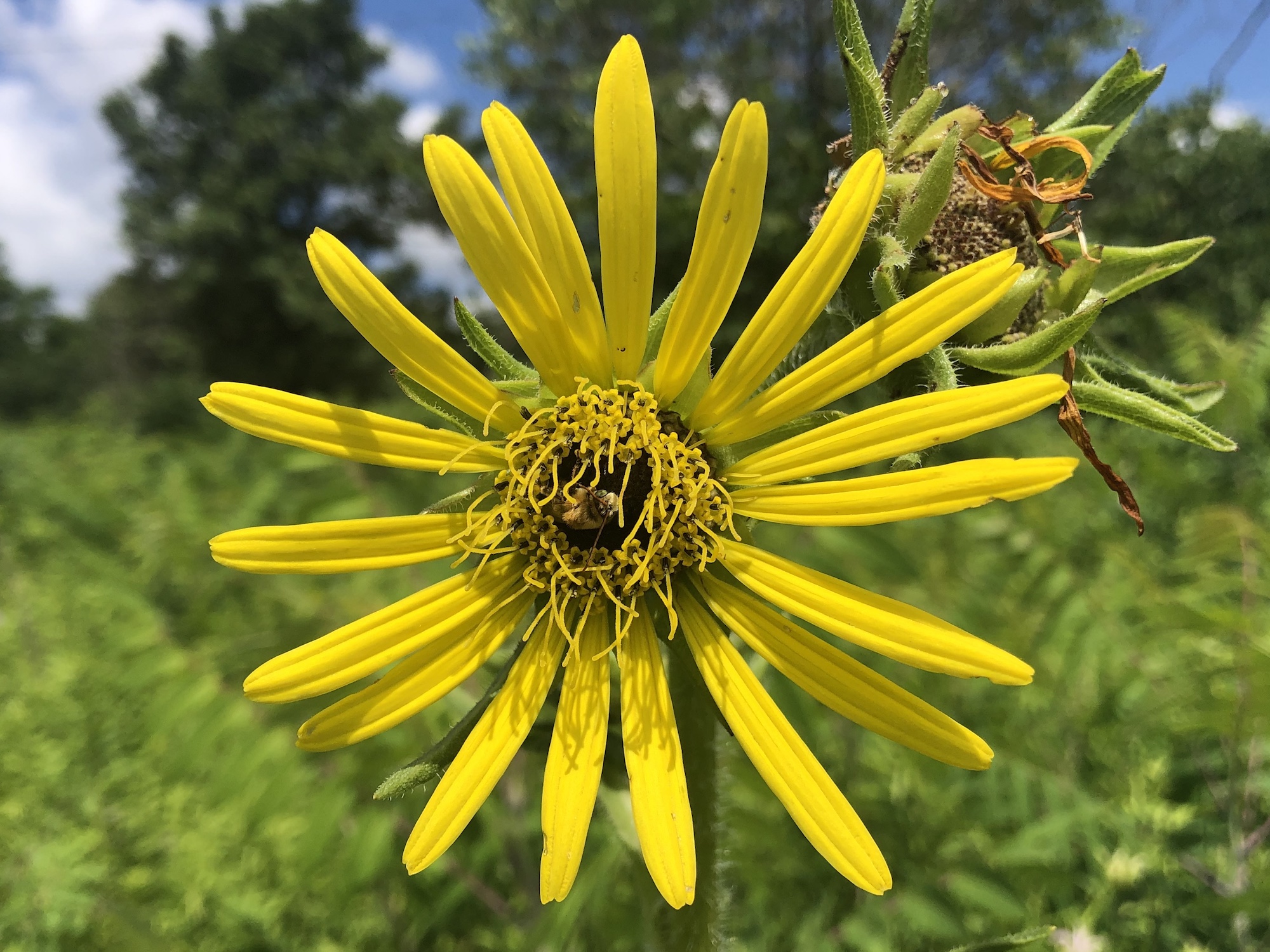 Basal-leaved  Rosinweed in the UW-Madison Arboretum in Madison, Wisconsin on July 12, 2020.
