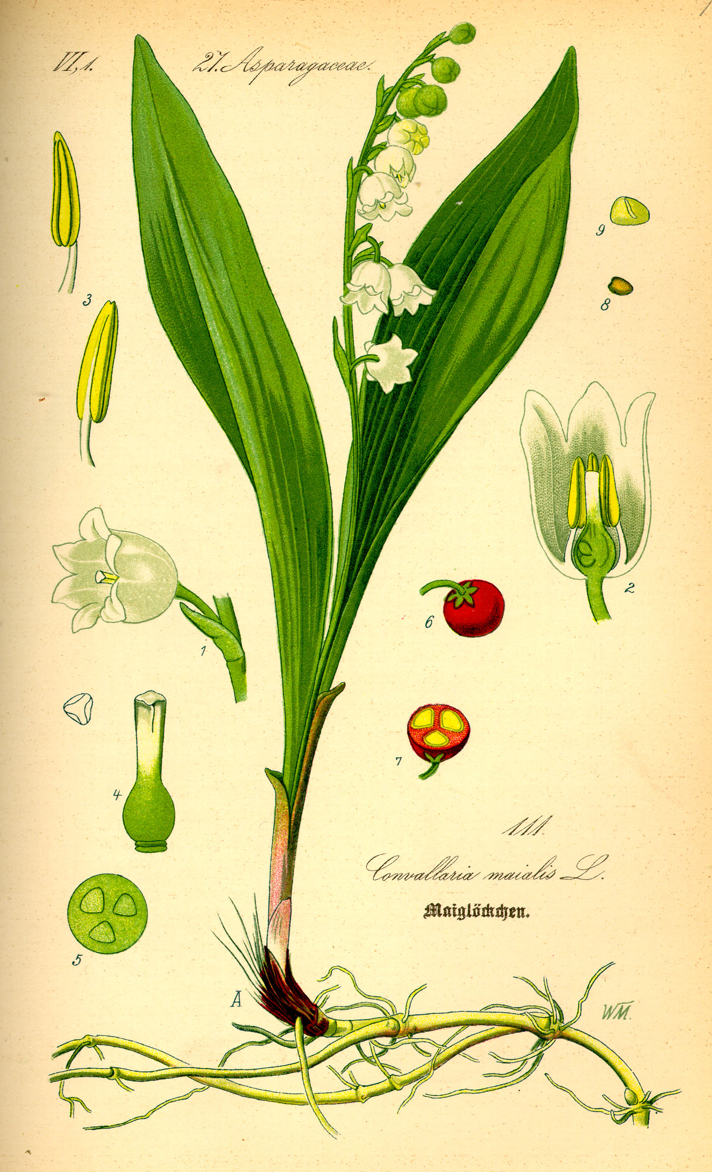 Convallaria majalis botanical illustration by Dr. Otto Wilhelm Thomé circa 1885.