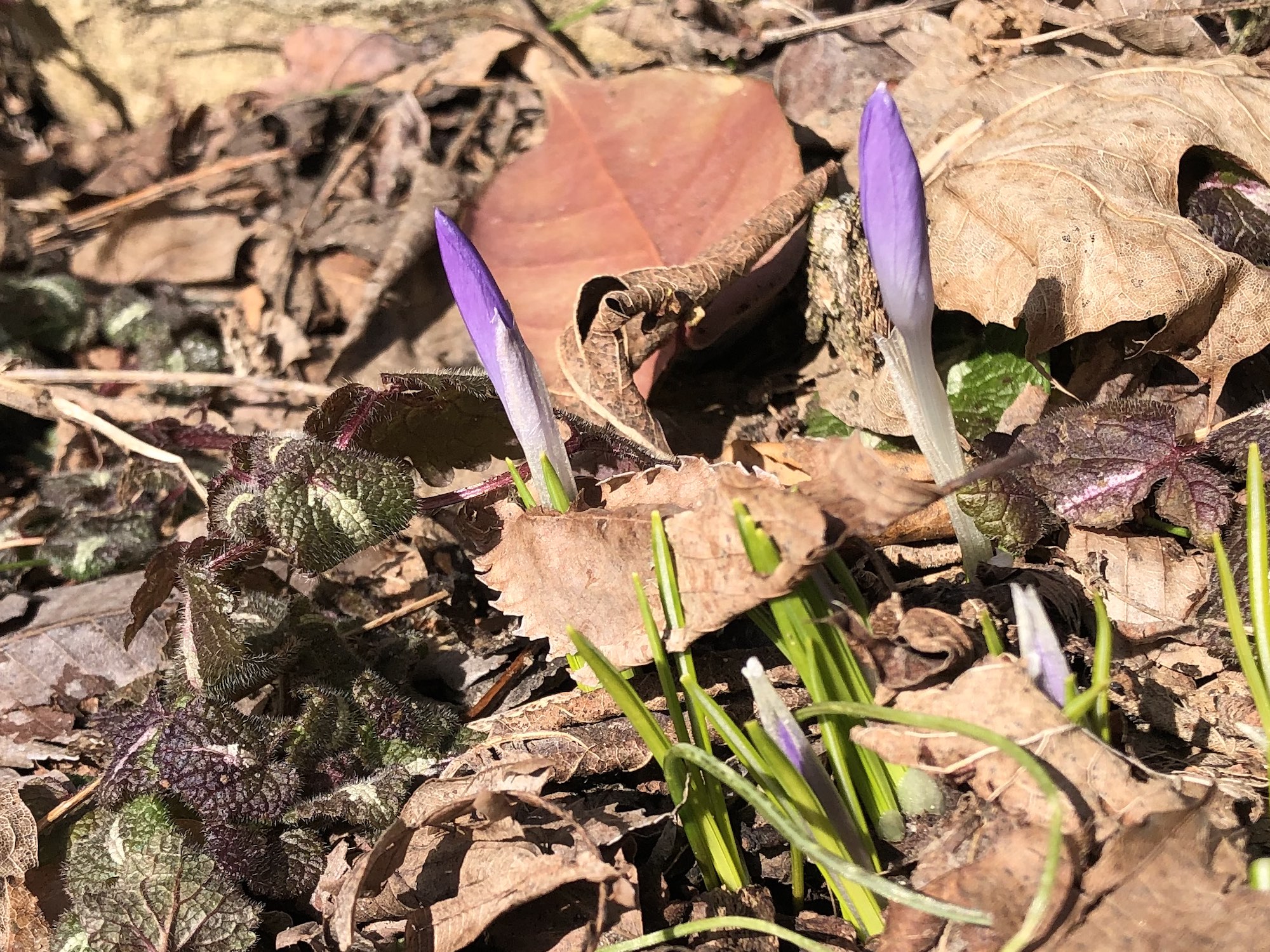 Crocus by Agawa Path in Madison, Wisconsin on March 7, 2023.