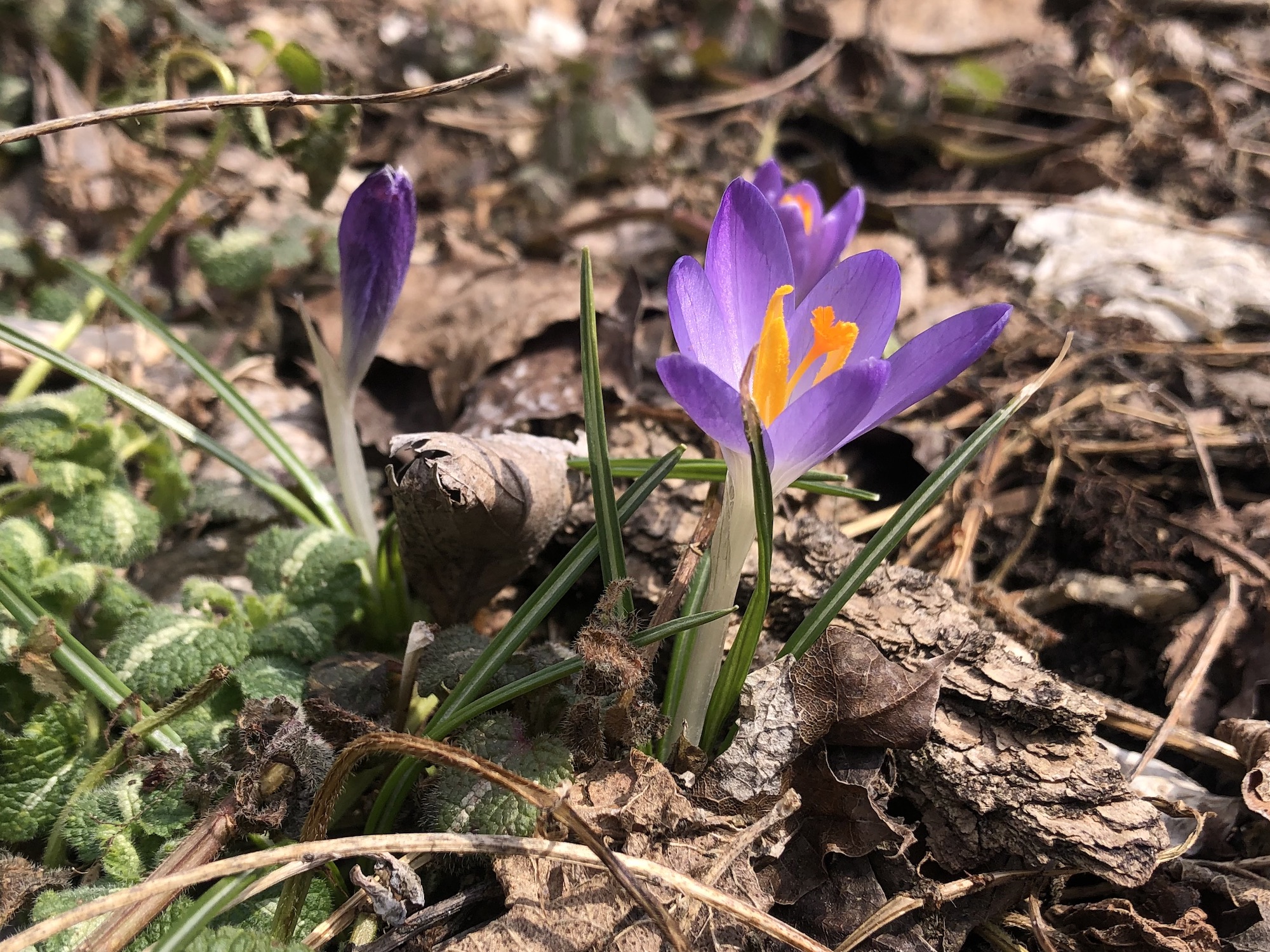 Crocus by Agawa Path in Madison, Wisconsin on March 21, 2023.