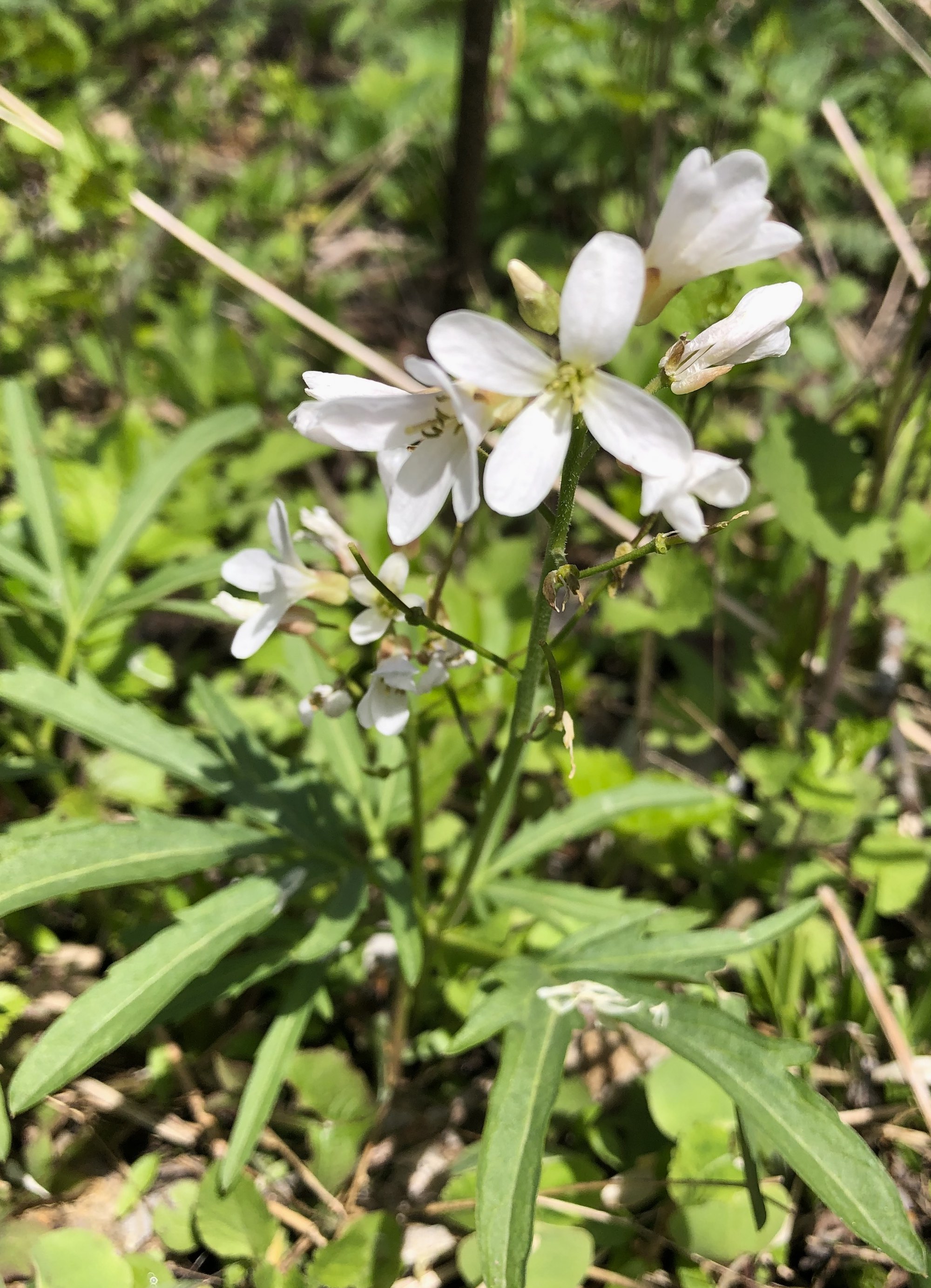 Cutleaf Toothwort in Oak Savanna by Council Ring in Madison, Wisconsin on May 1, 2020.