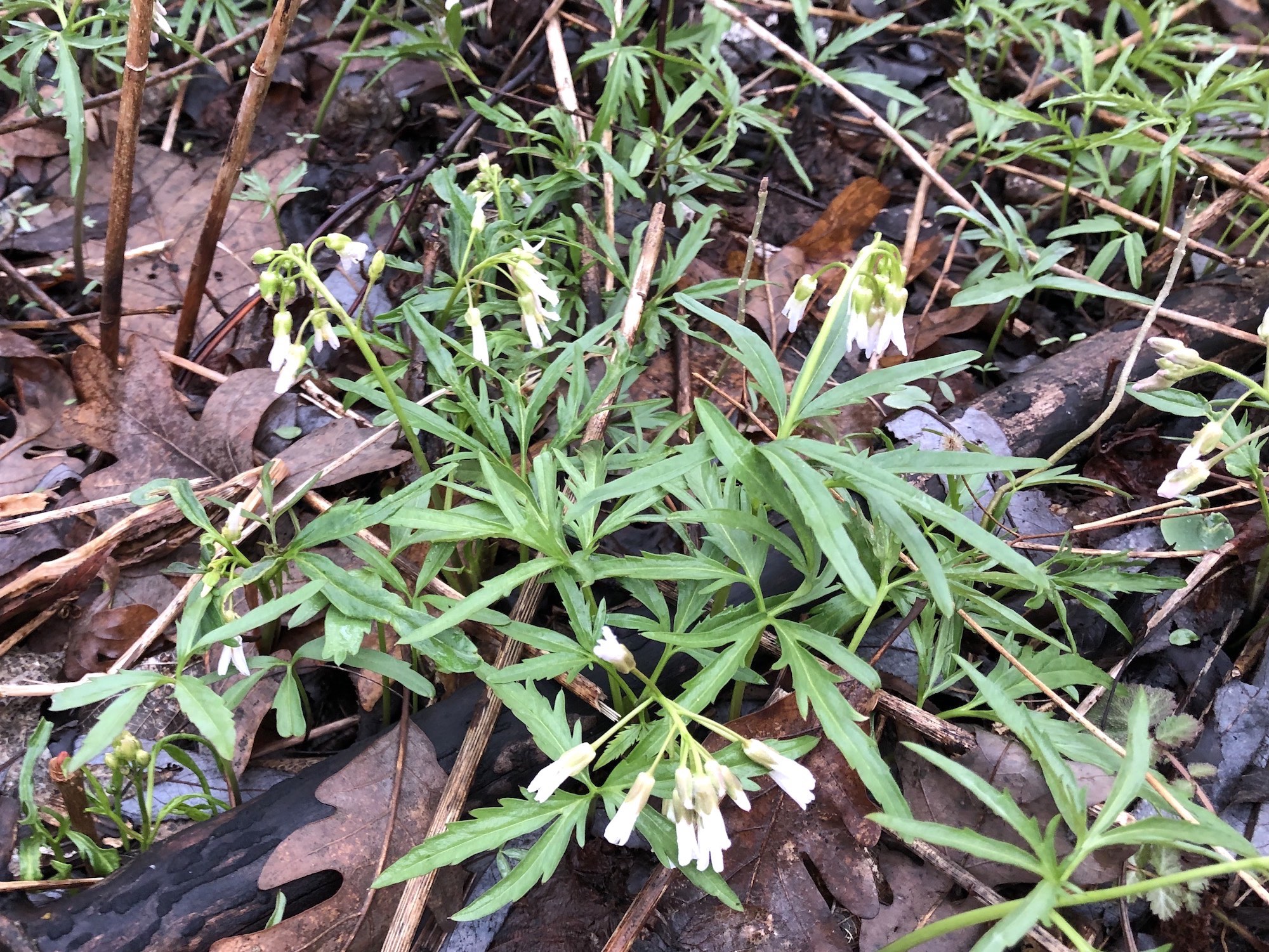 Cutleaf Toothwort near Council Ring Spring on April 12, 2019.