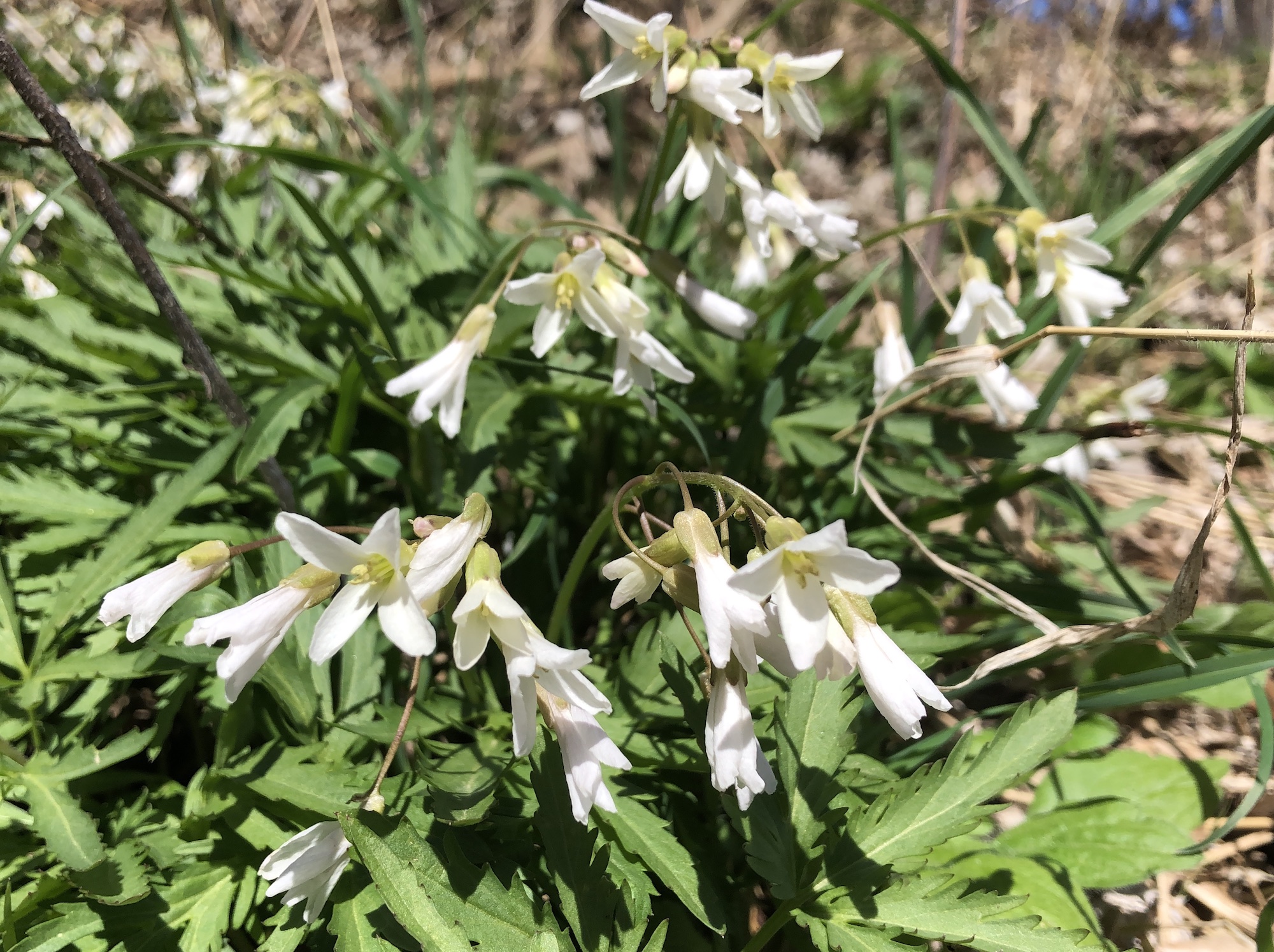 Cutleaf Toothwort near Council Ring Spring on April 19, 2019.