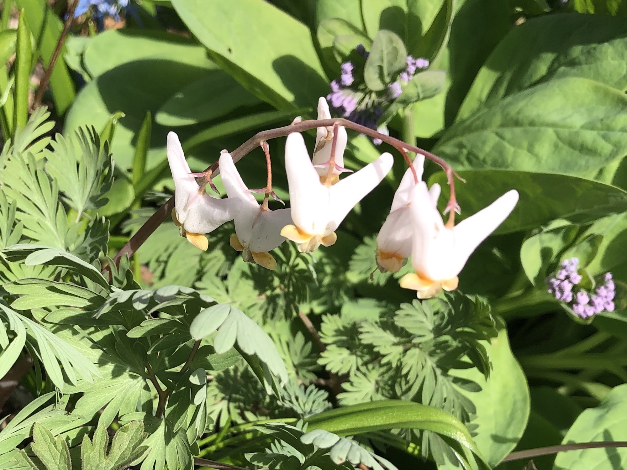 Dutchman's Breeches photo taken on April 21, 2019 in Madison, Wisconsin by Duck Pond.
