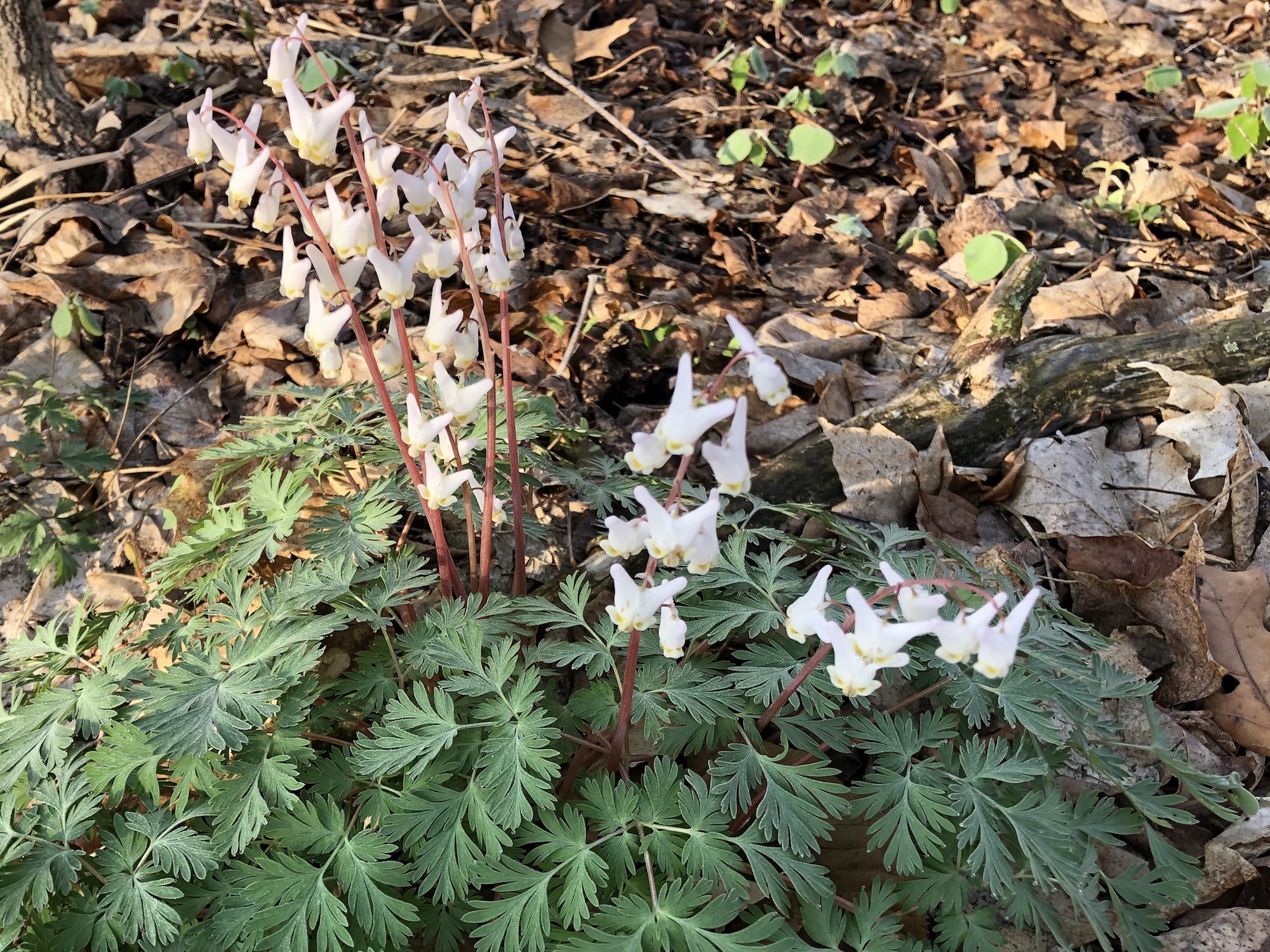 Dutchman's Breeches in woods between Oak Savanna and Marion Dunn on April 24, 2019.