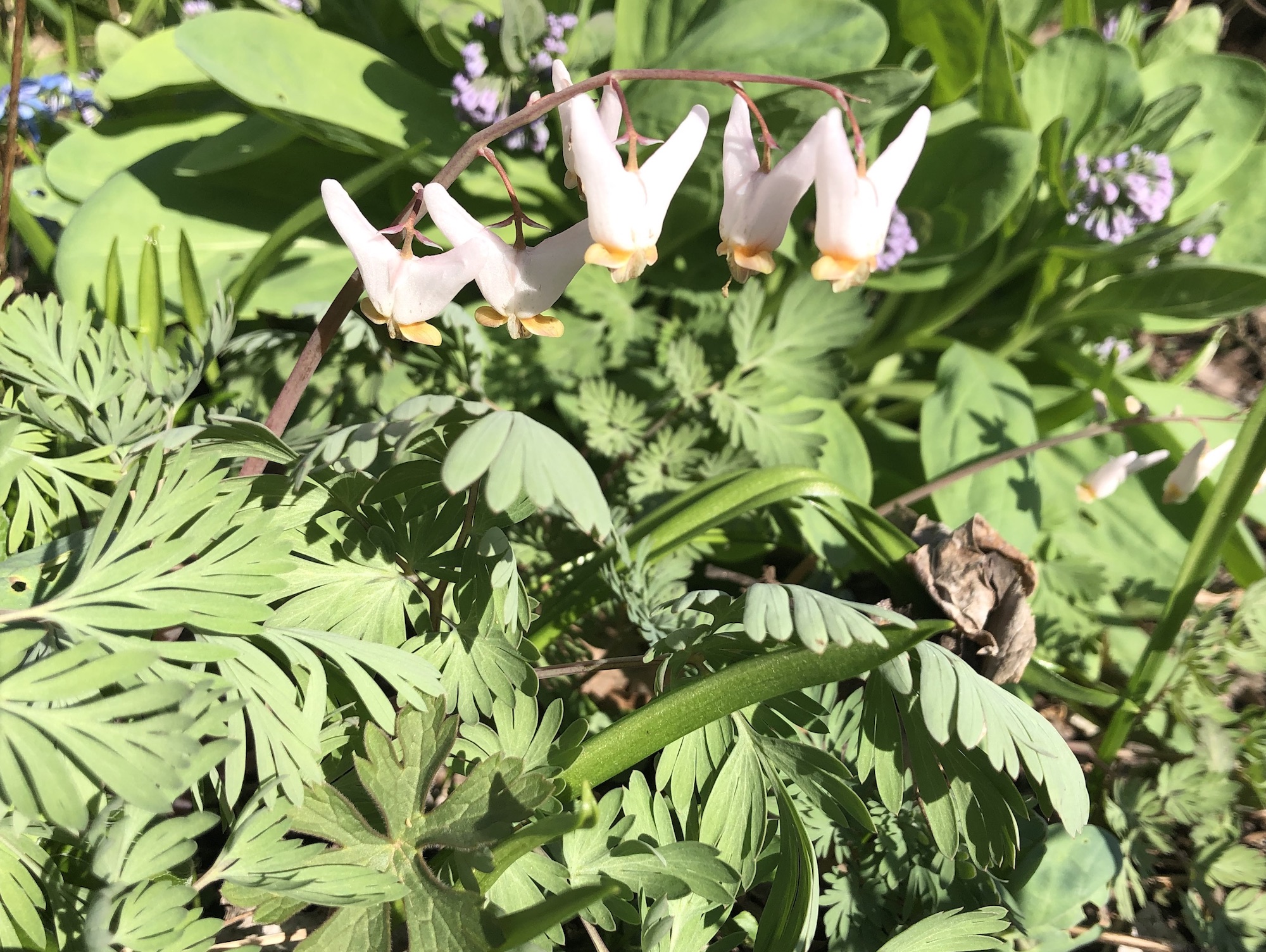 Dutchman's Breeches photo taken on April 21, 2019 in Madison, Wisconsin by Duck Pond