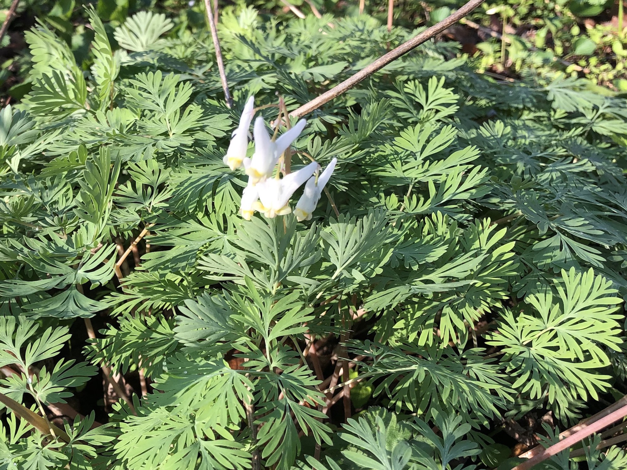 Dutchman's Breeches on April 26, 2019 by Duck Pond.