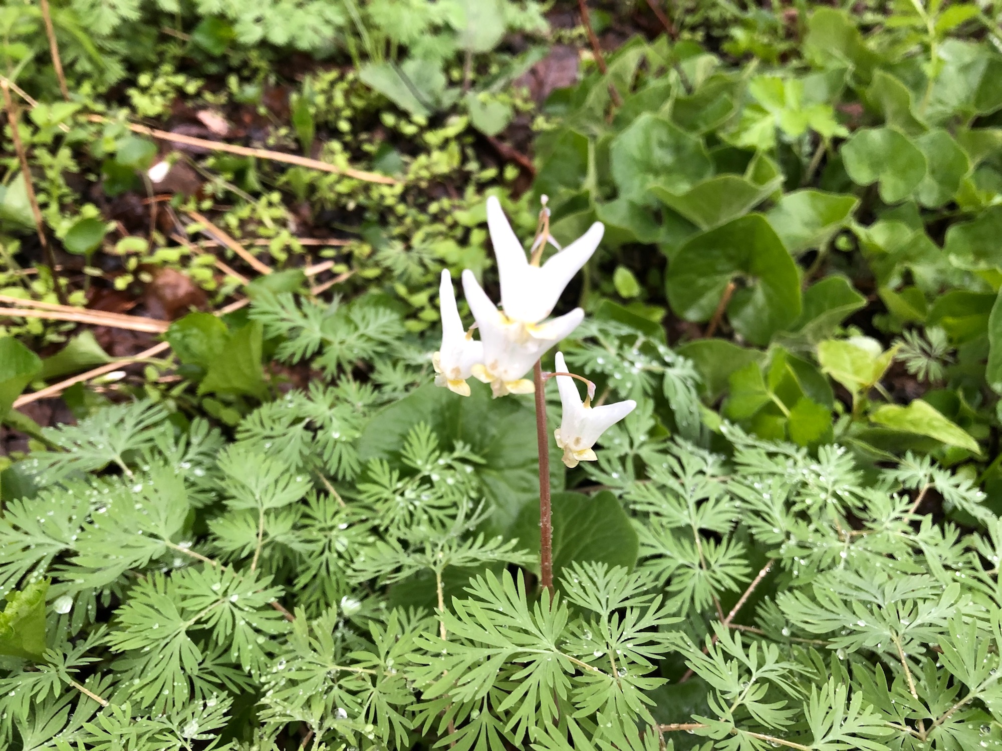 Dutchman's Breeches by Duck Pond on April 29, 2019.