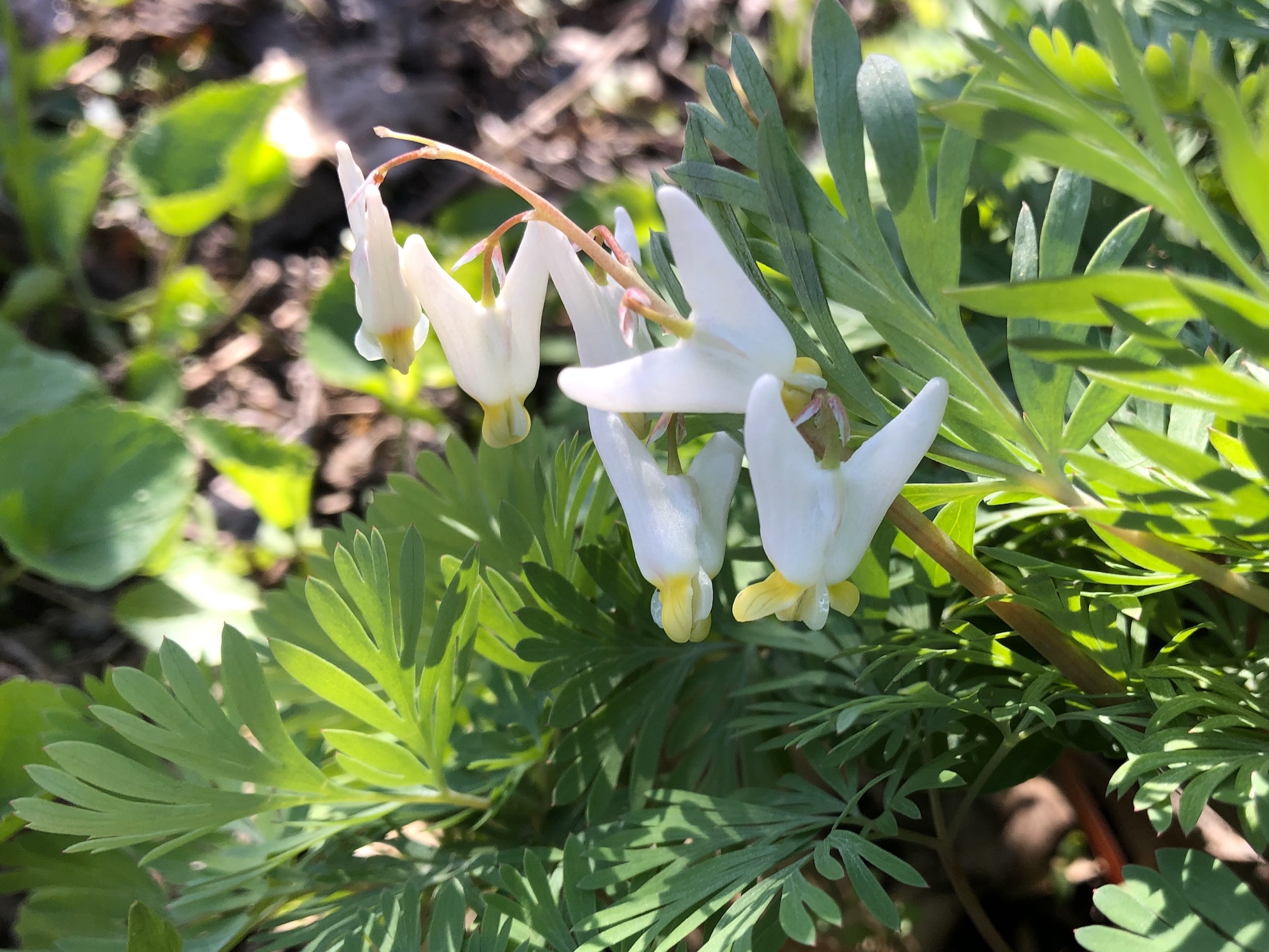 Dutchman's Breeches by Duck Pond on April 22, 2020.
