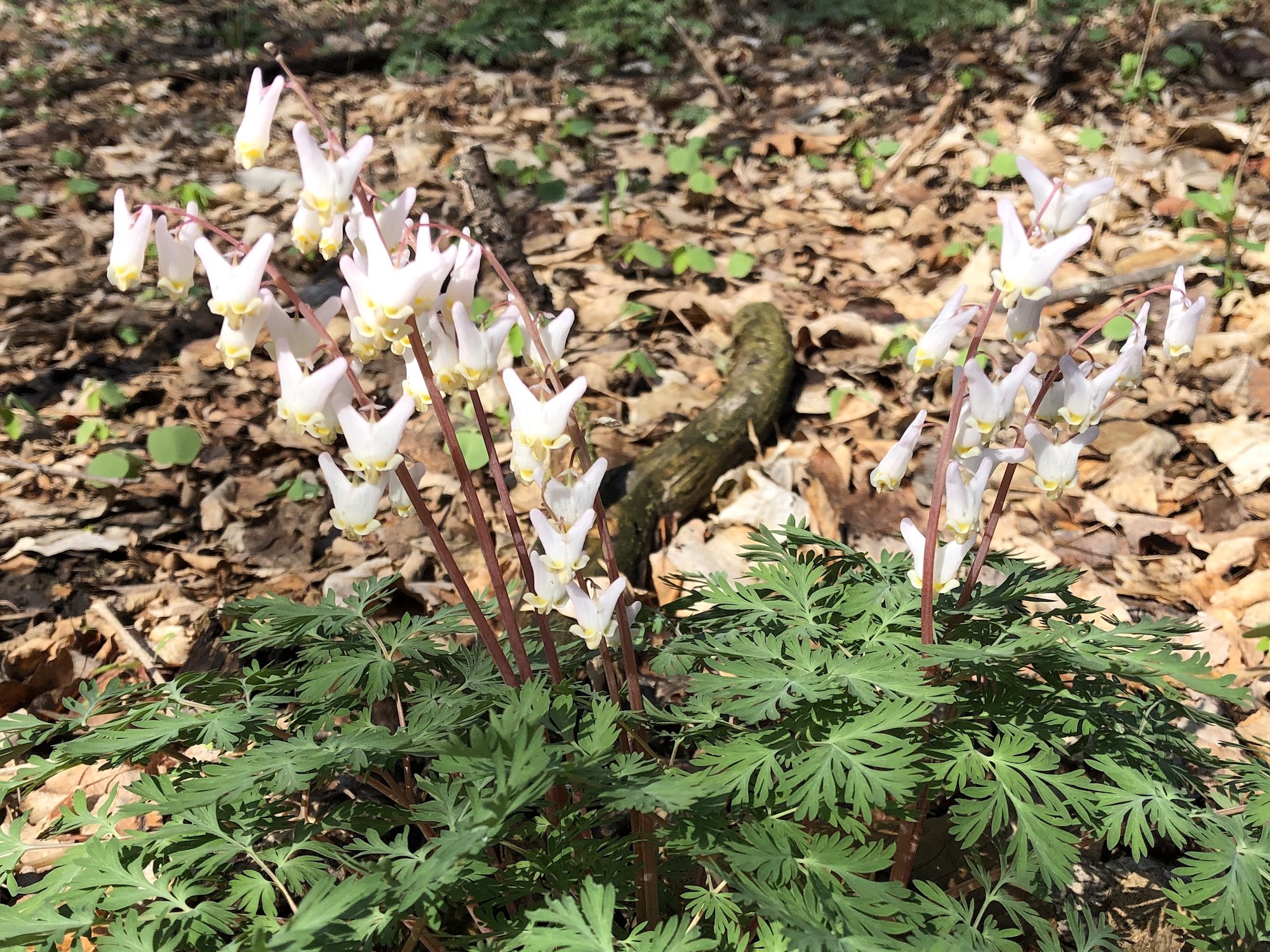 Dutchman's Breeches on April 23, 2019 in woods between Oak Savanna and Marion Dunn.
