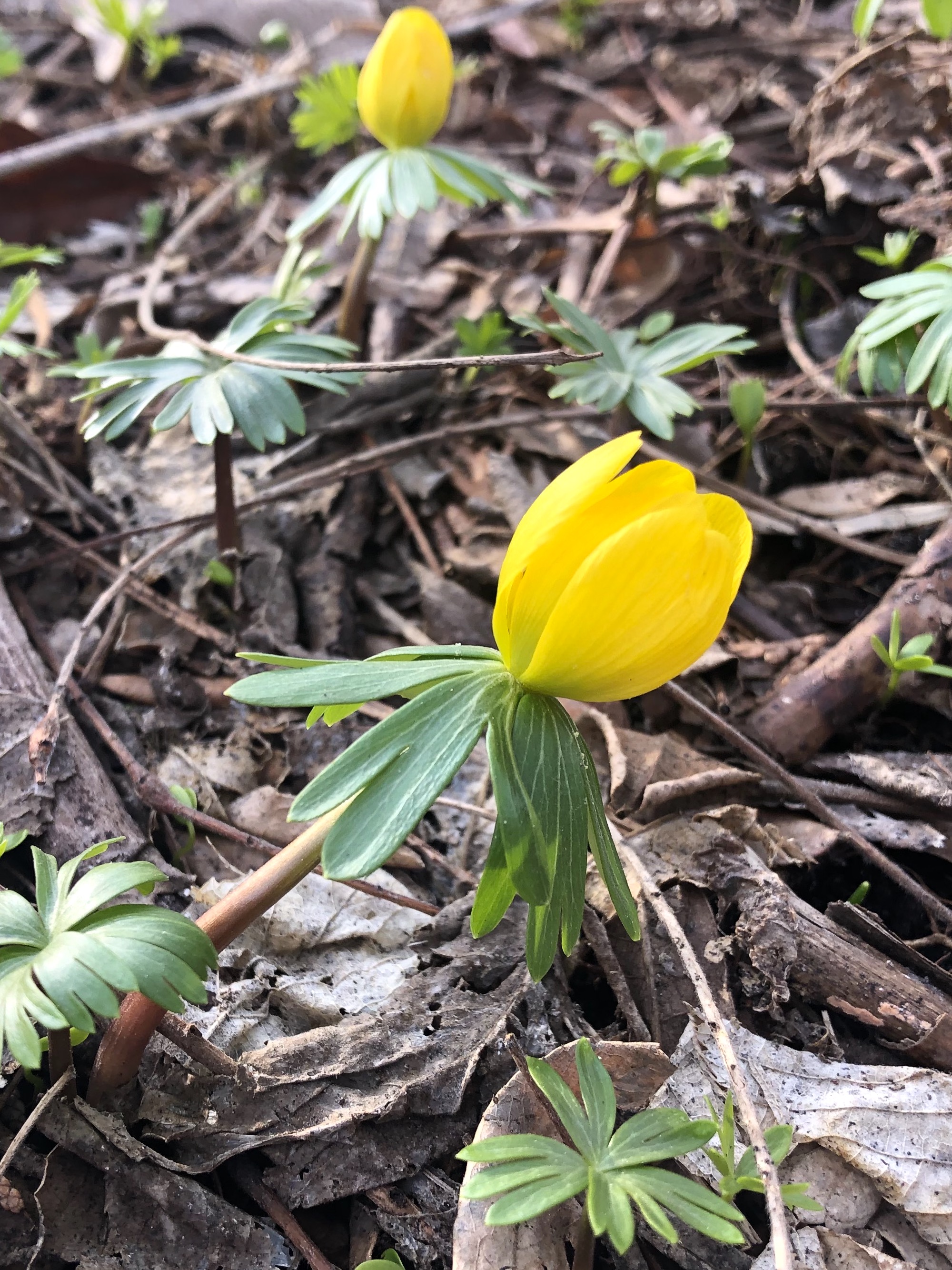 Winter Aconite in yard near the Duck Pond on March 13, 2021.