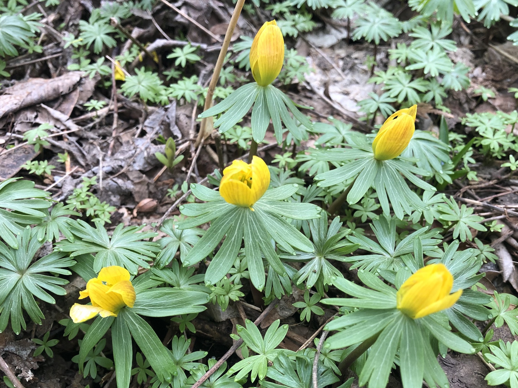 Winter Aconite in yard near the Duck Pond on March 25, 2022.