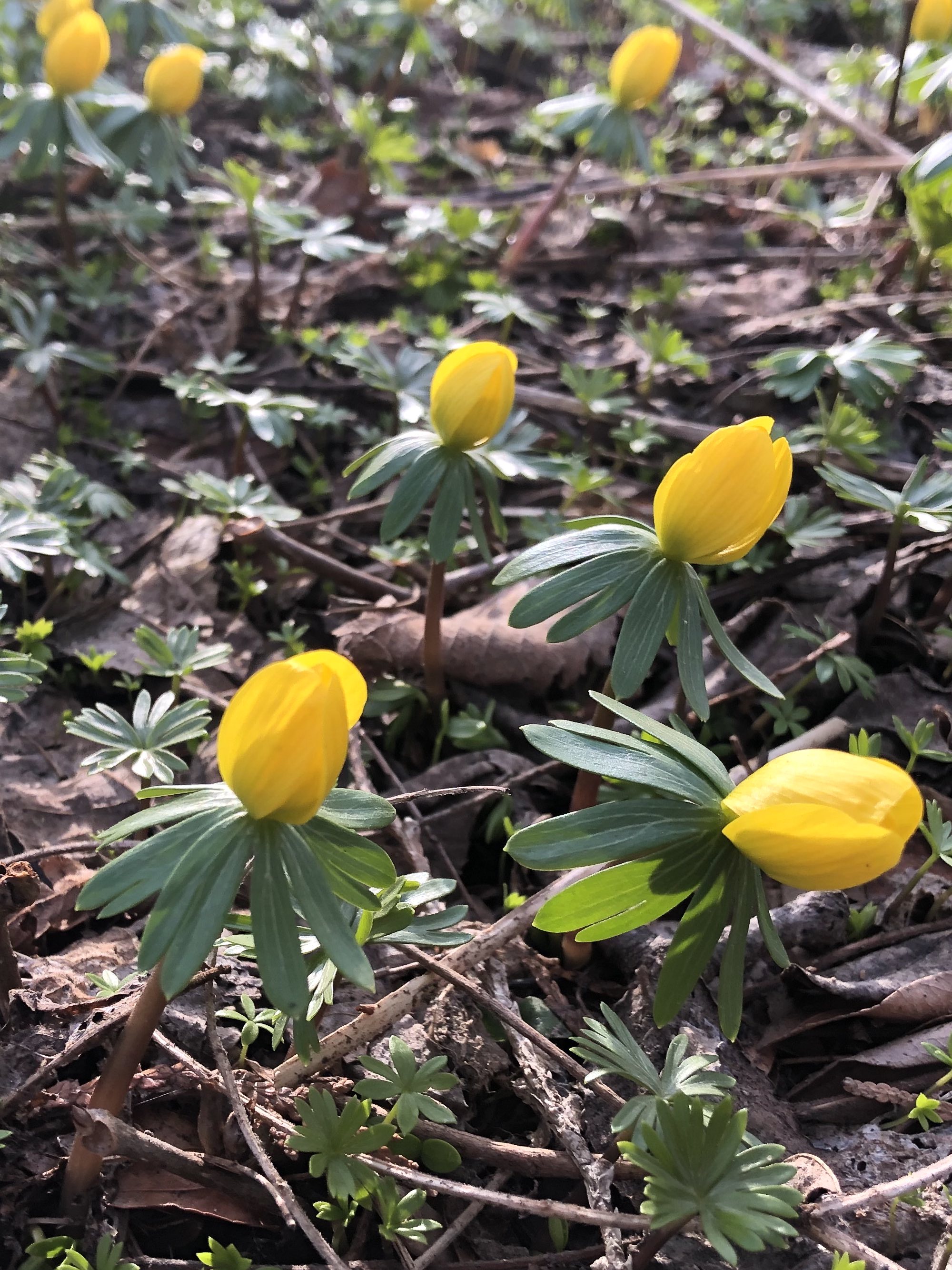 Winter Aconite in yard near the Duck Pond on March 13, 2021.