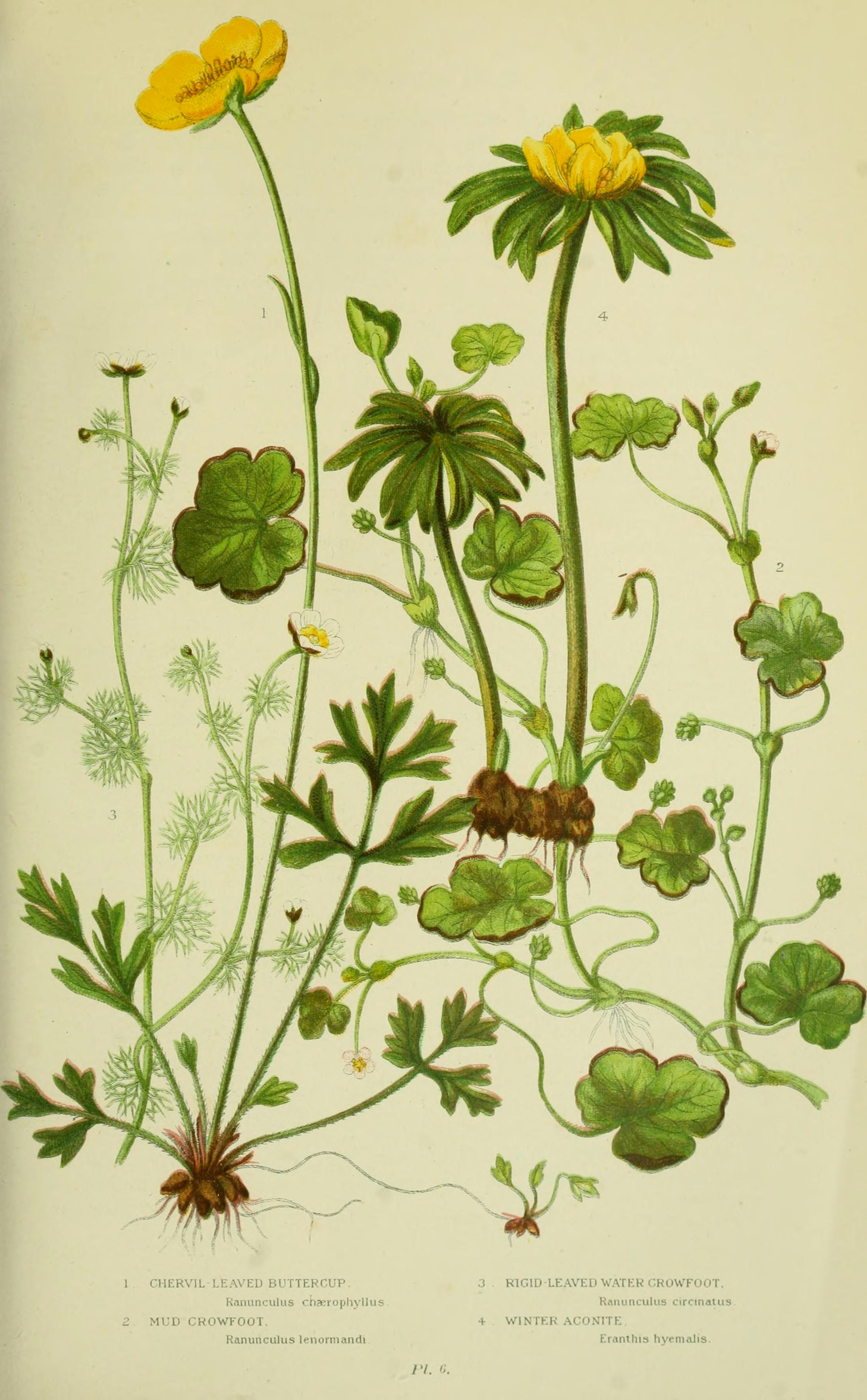 Winter Aconite 1905 botanical illustration.