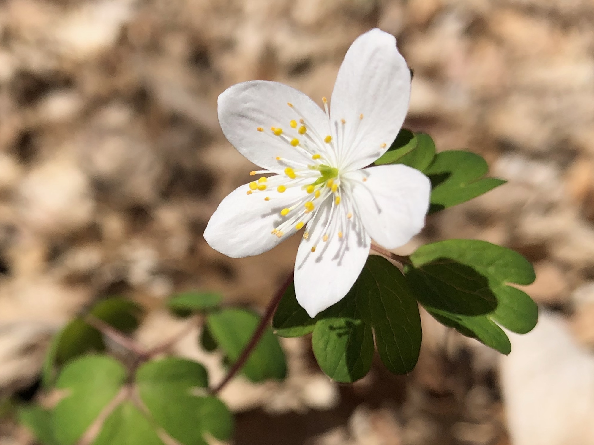 False Rue Anemone in the University of Wisconsin Arboretum Native Gardens in Madison, Wisconsin on April 17, 2021.