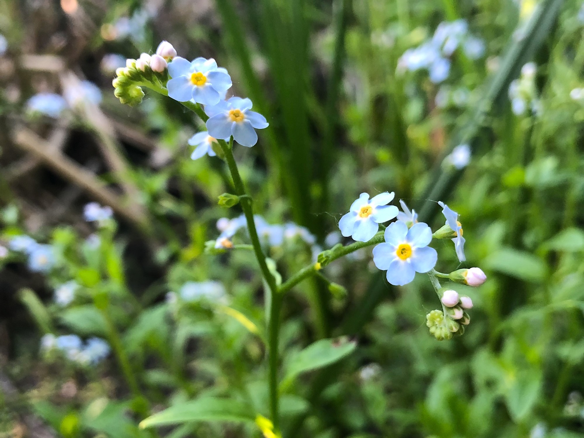 True Forget-me-not or Water Forget-me-not.