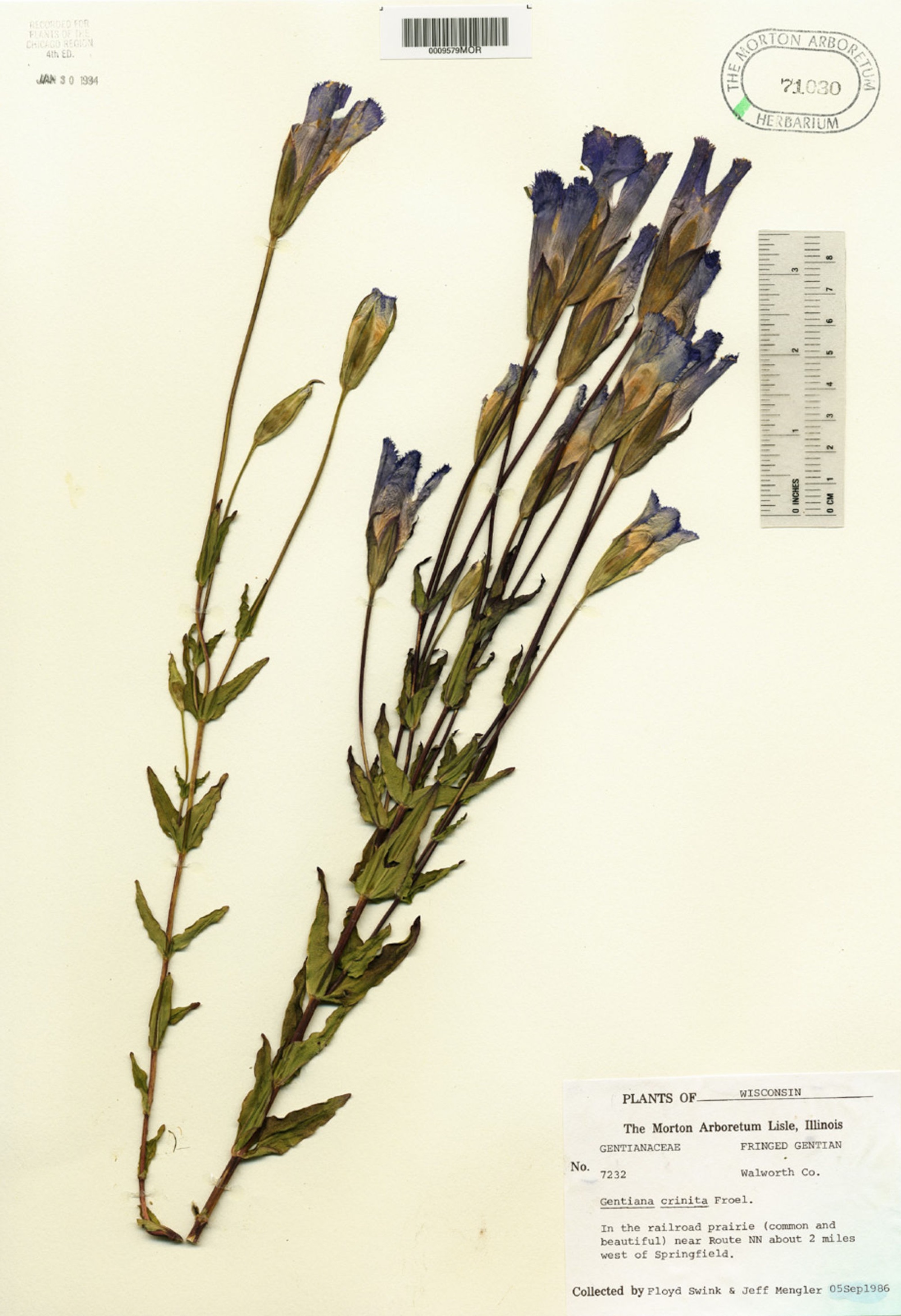 Fringed Gentian specimen collected 2 mile west of Springfield in Walworth County on September 5, 1986.