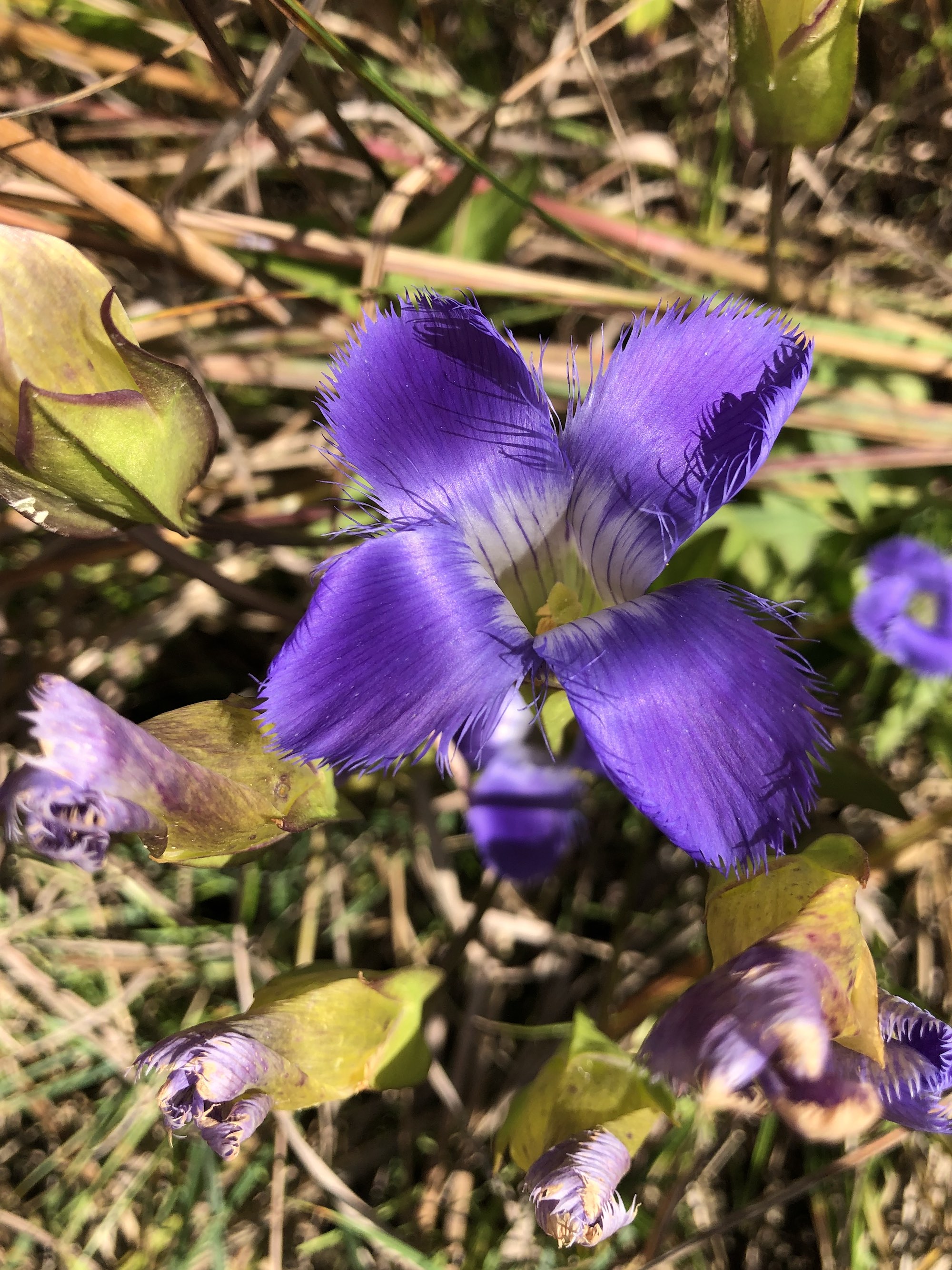 Fringed Gentian at the edge of the UW Arboretum's Curtis Prairie along a service road in Madison, Wisconsin on September 27, 2022.