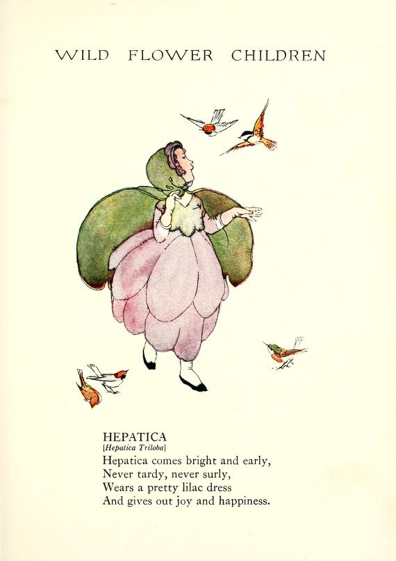 1918 Hepatica Triloba Wild Flower Children by Elizabeth Gordon with illustration by Janet Laura Scott.