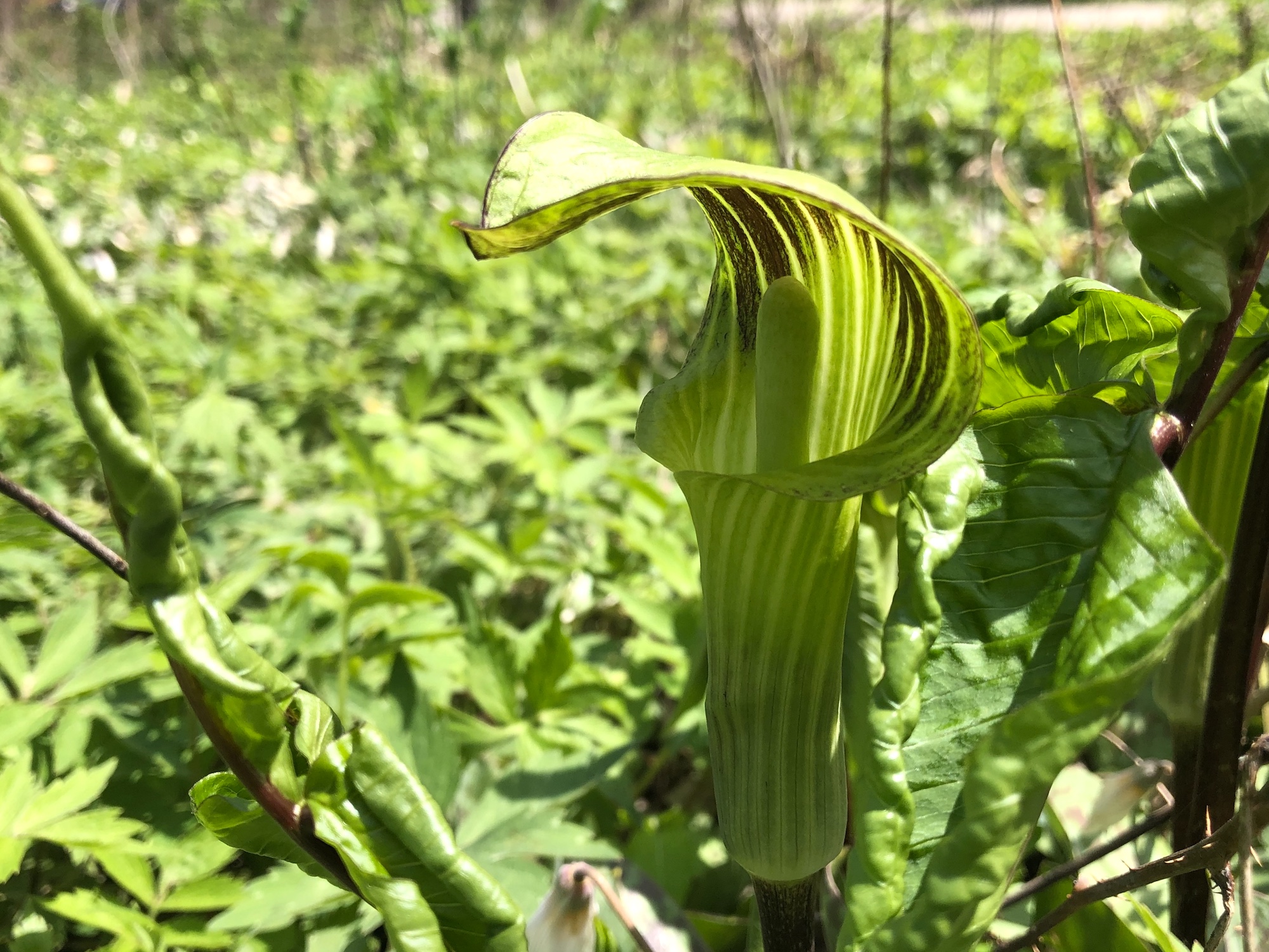Jack-in-the-pulpit.
