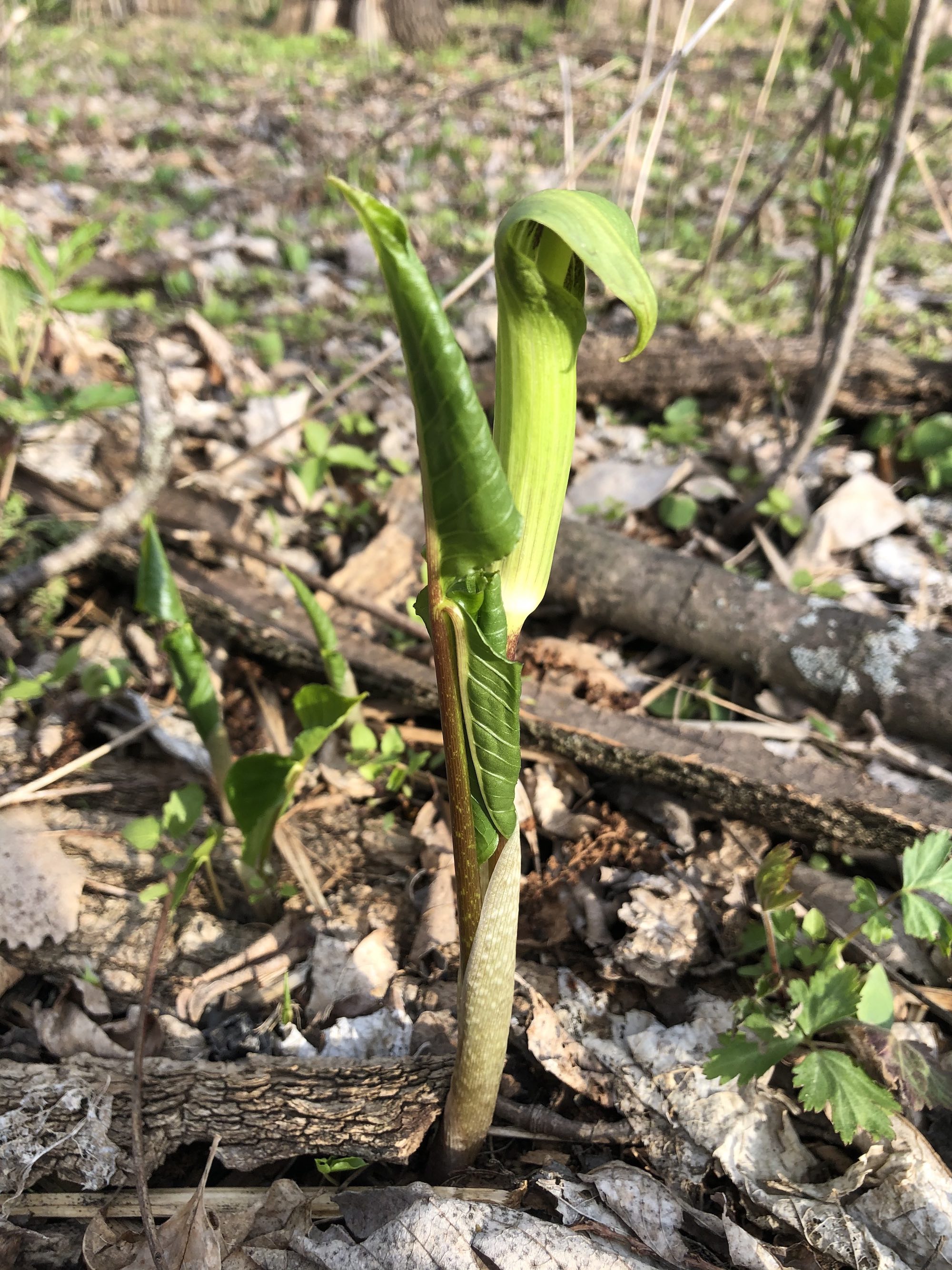Jack-in-the-Pulpit emerging in woods between the Oak Savanna and Marion Dunn on April 23, 2021.